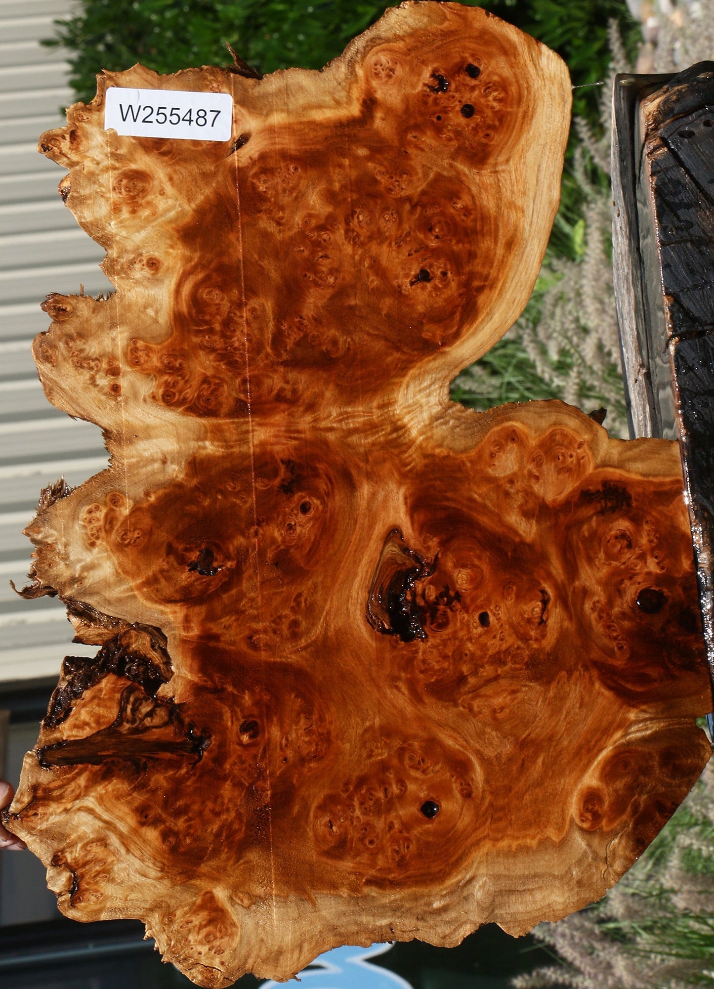 California Cottonwood Burl Cookie