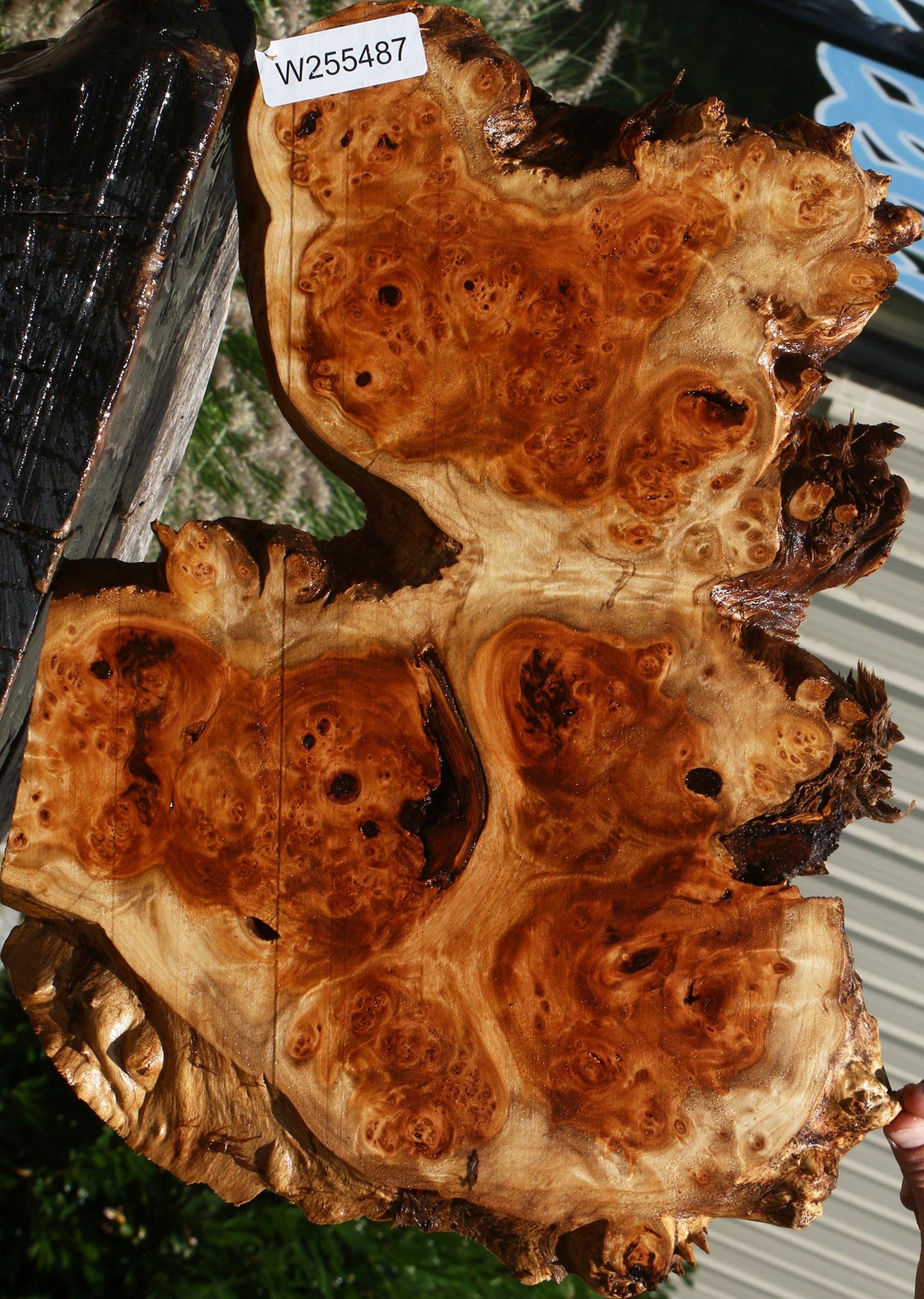 California Cottonwood Burl Cookie