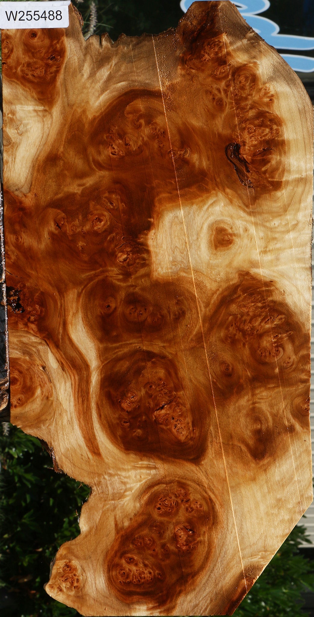 California Cottonwood Burl Live Edge Lumber