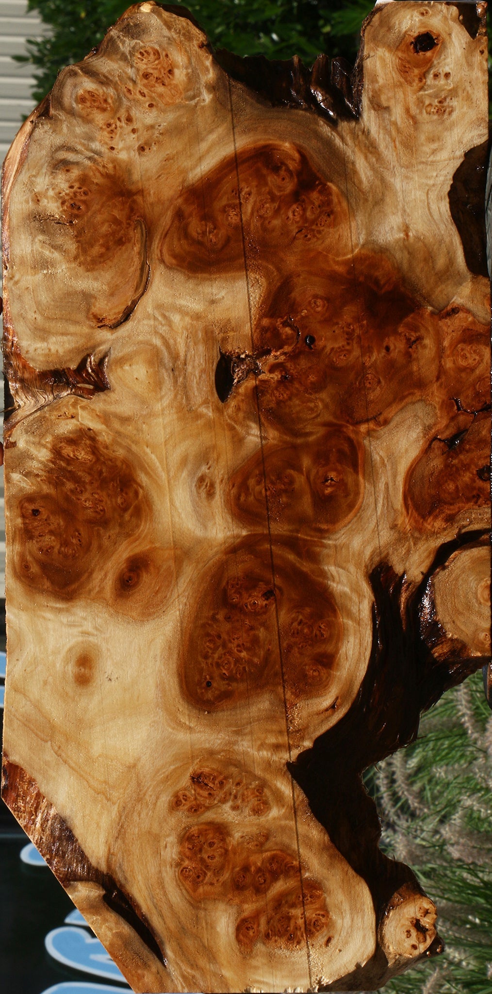 California Cottonwood Burl Live Edge Lumber