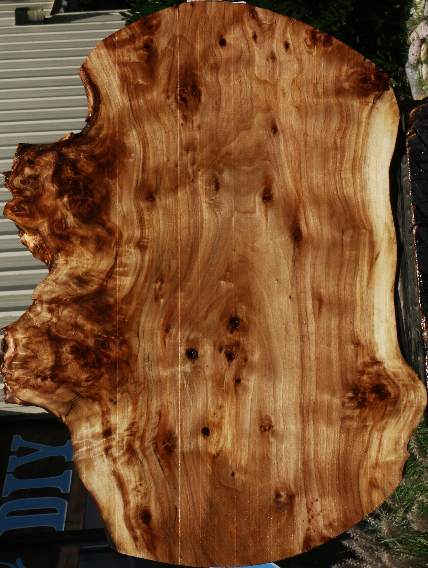 Figured Black Cottonwood Cookie
