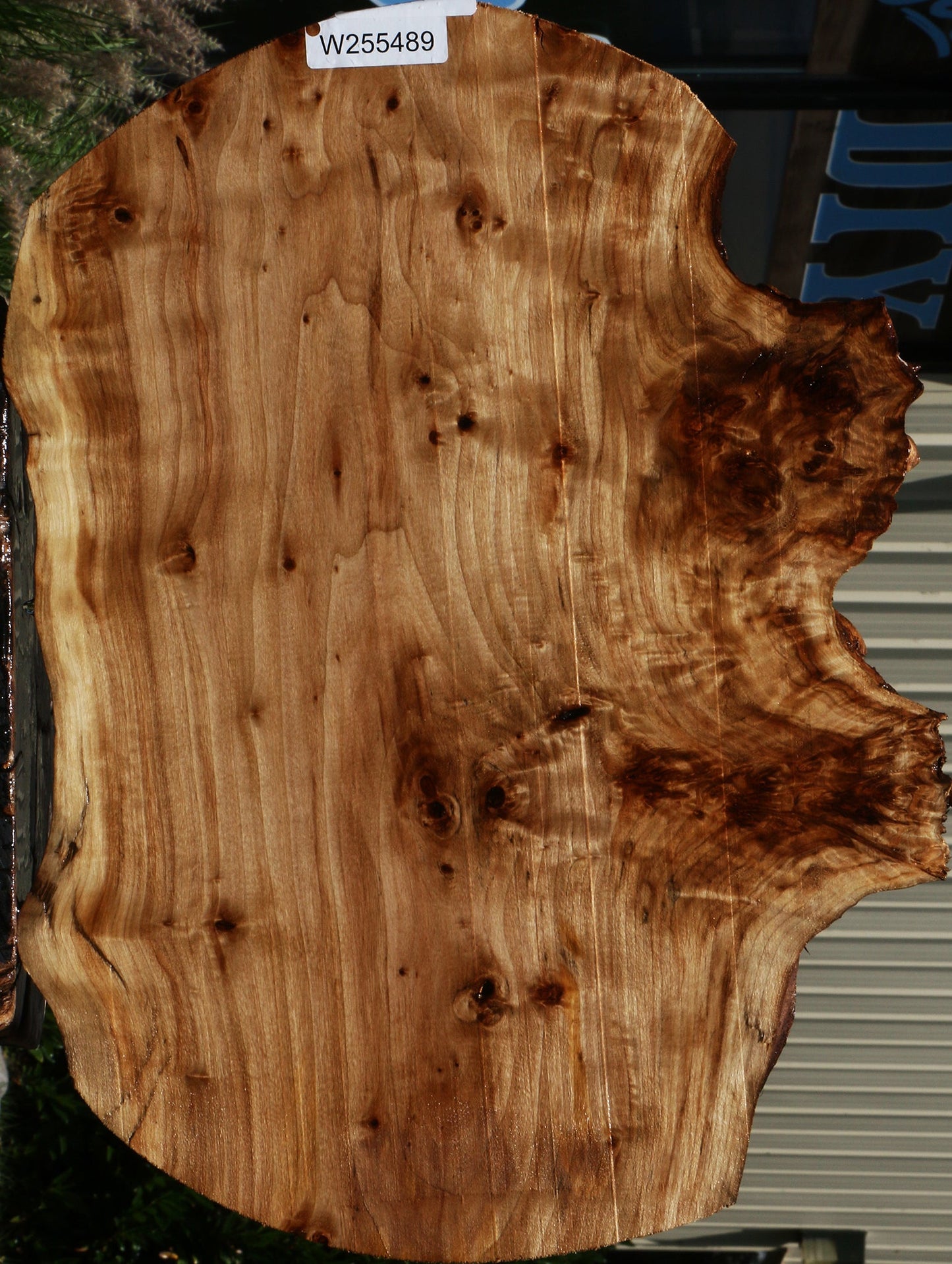 Figured Black Cottonwood Cookie