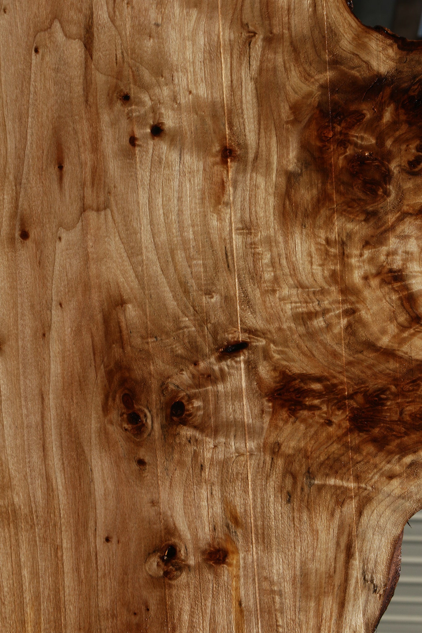 Figured Black Cottonwood Cookie