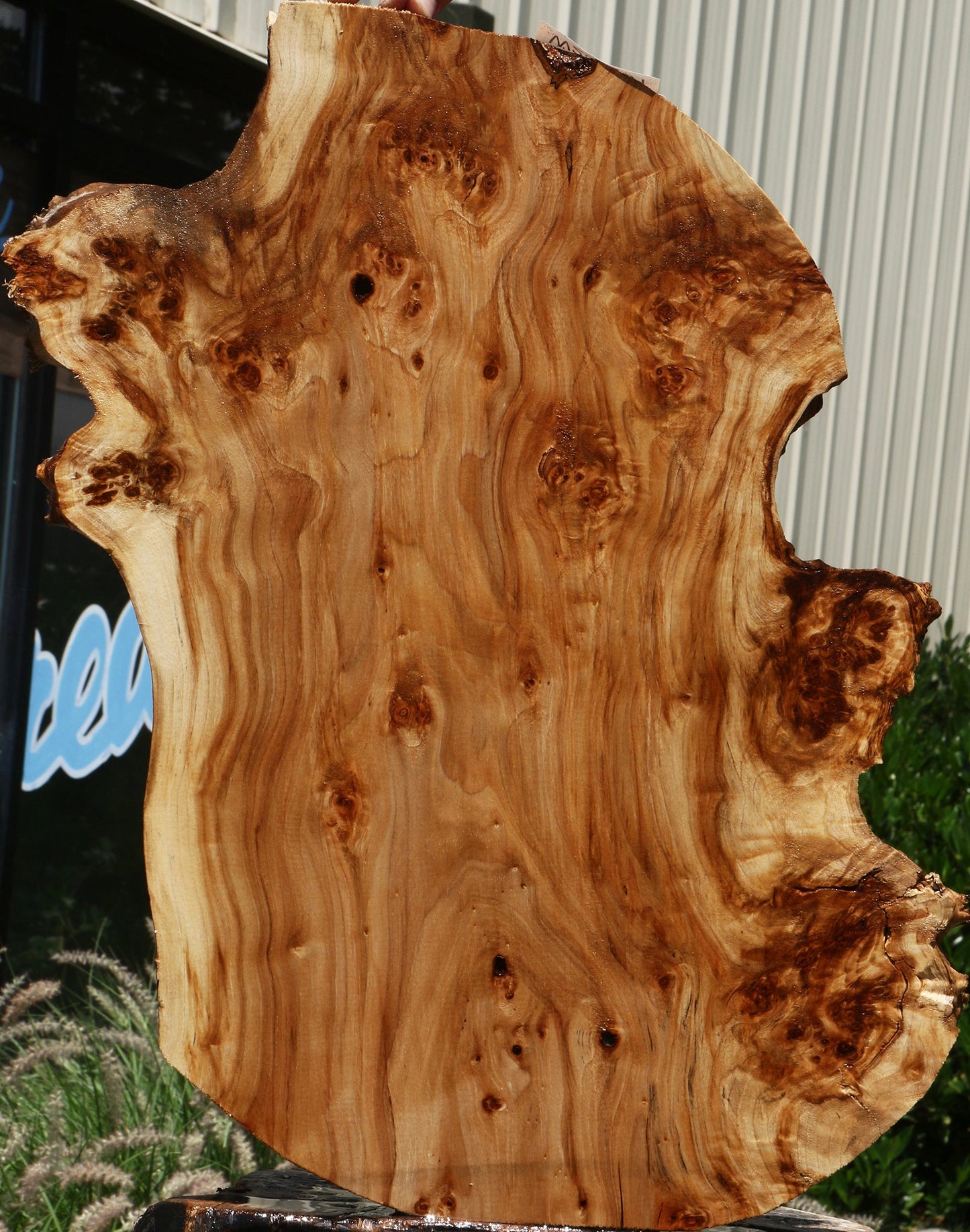 California Cottonwood Burl Cookie