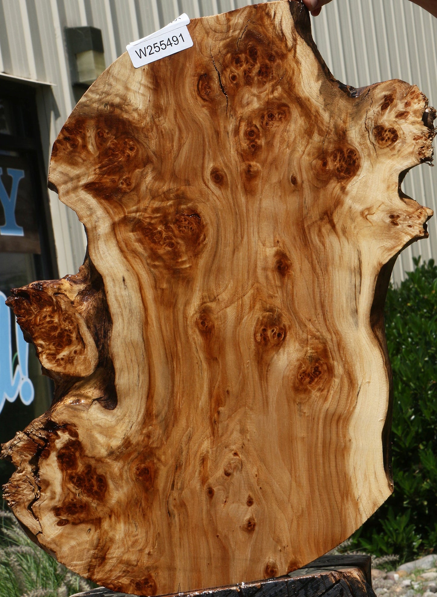 California Cottonwood Burl Cookie