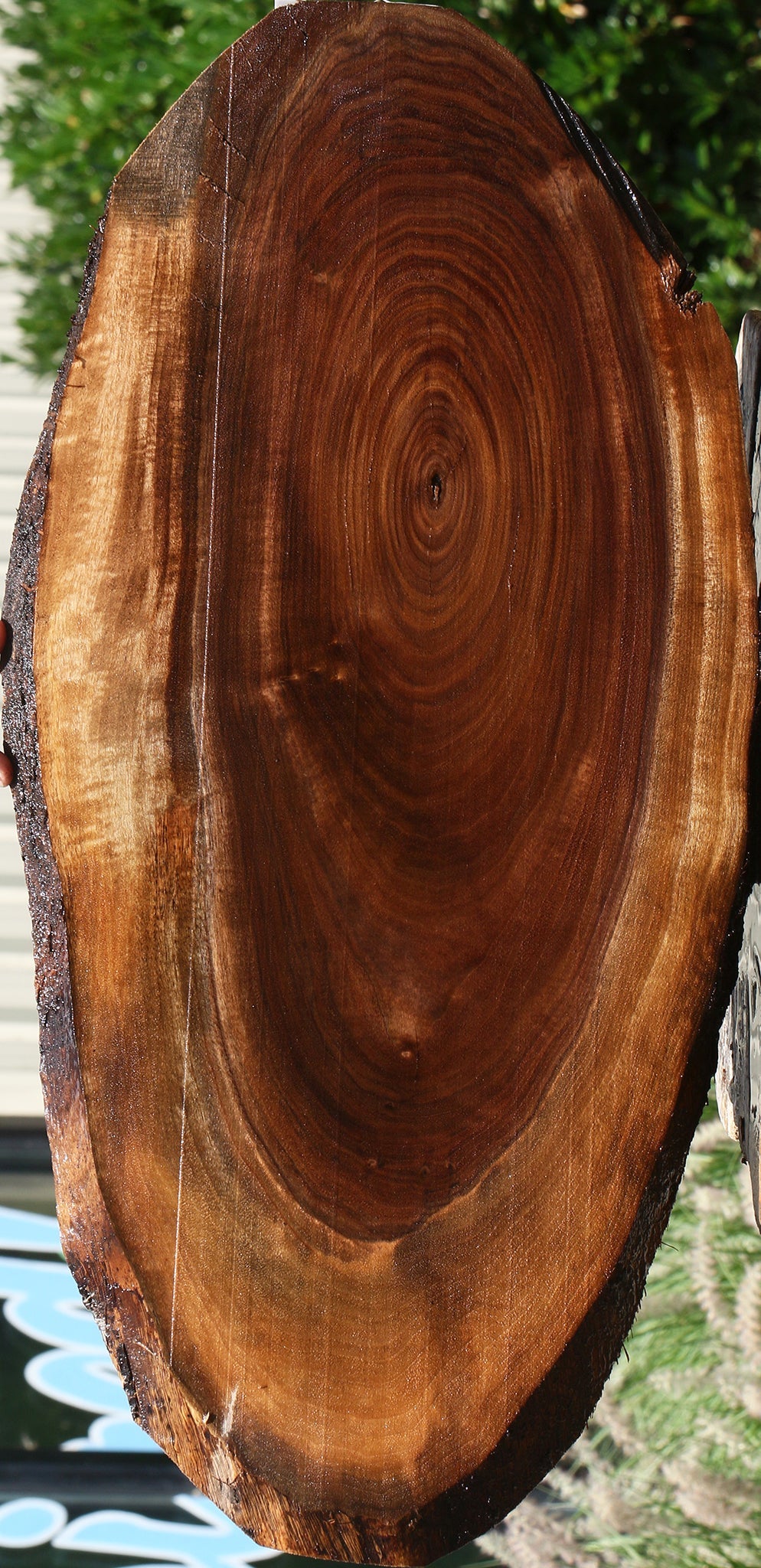 Claro Walnut Cookie