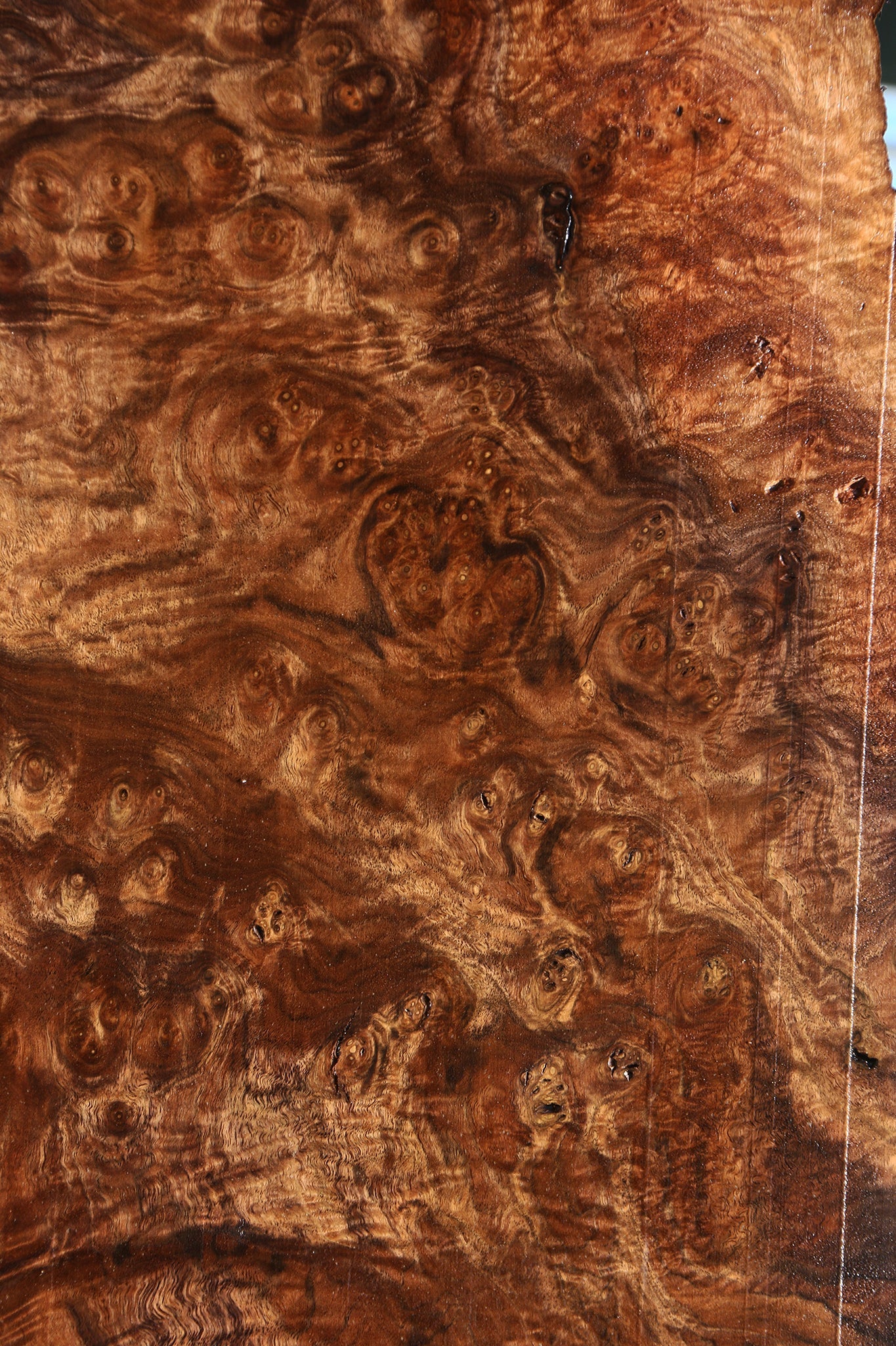 Rustic Claro Walnut Burl Live Edge Lumber