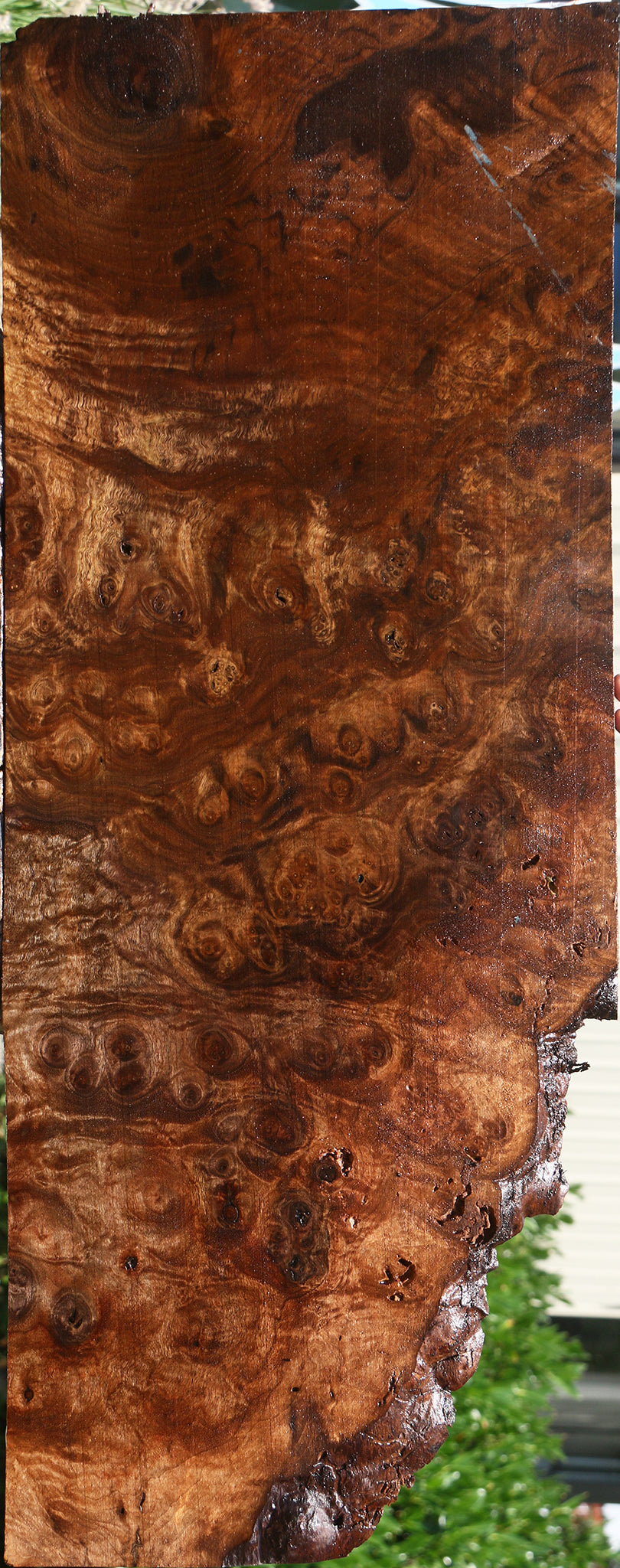 Rustic Claro Walnut Burl Live Edge Lumber