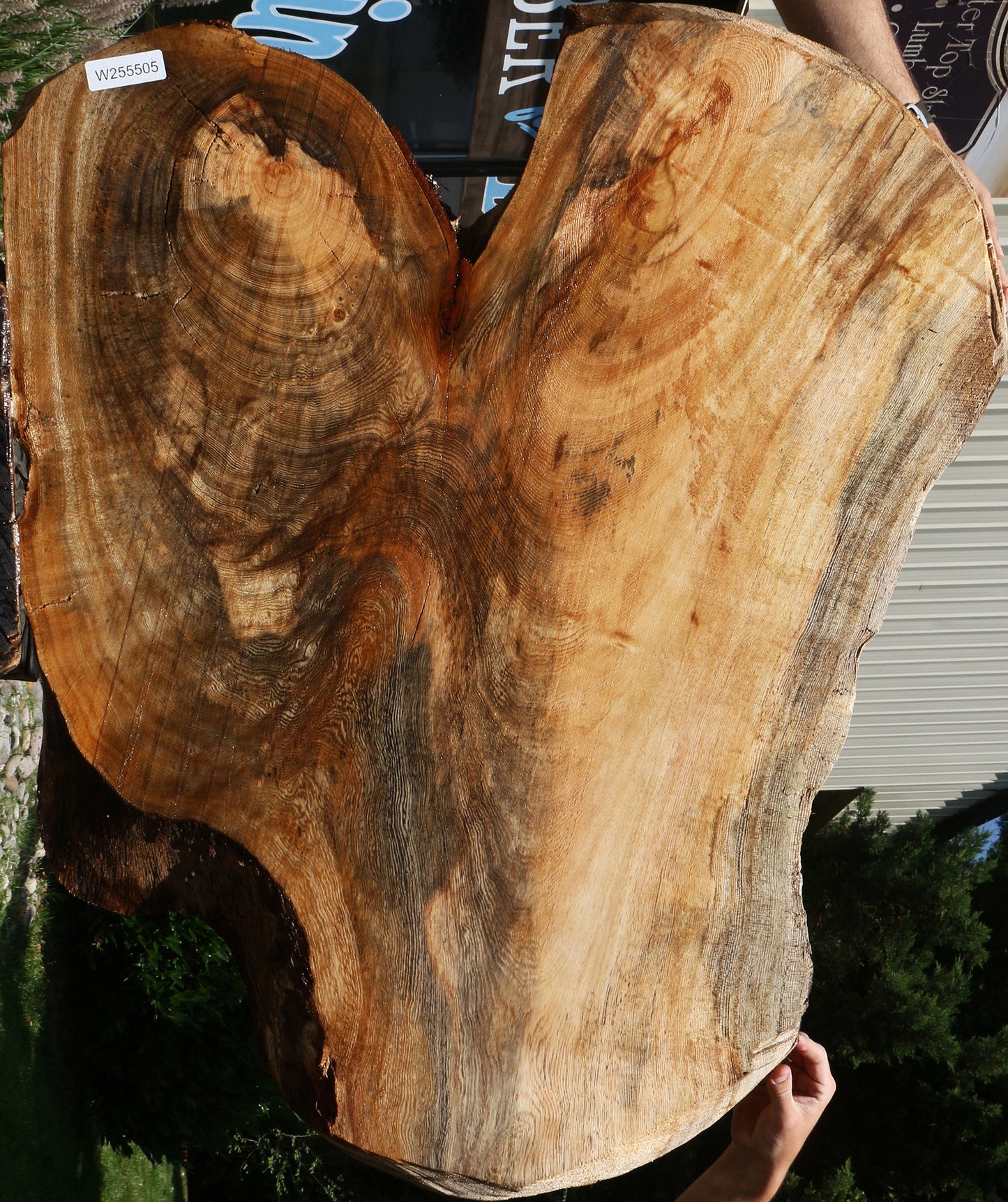 Spalted Hackberry Cookie