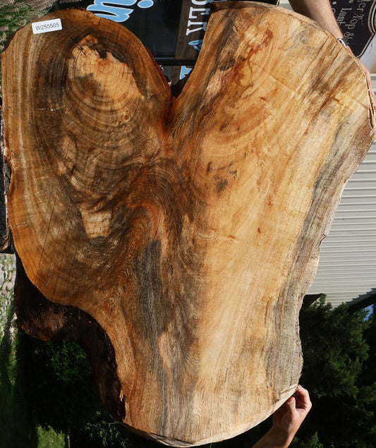 Spalted Hackberry Cookie