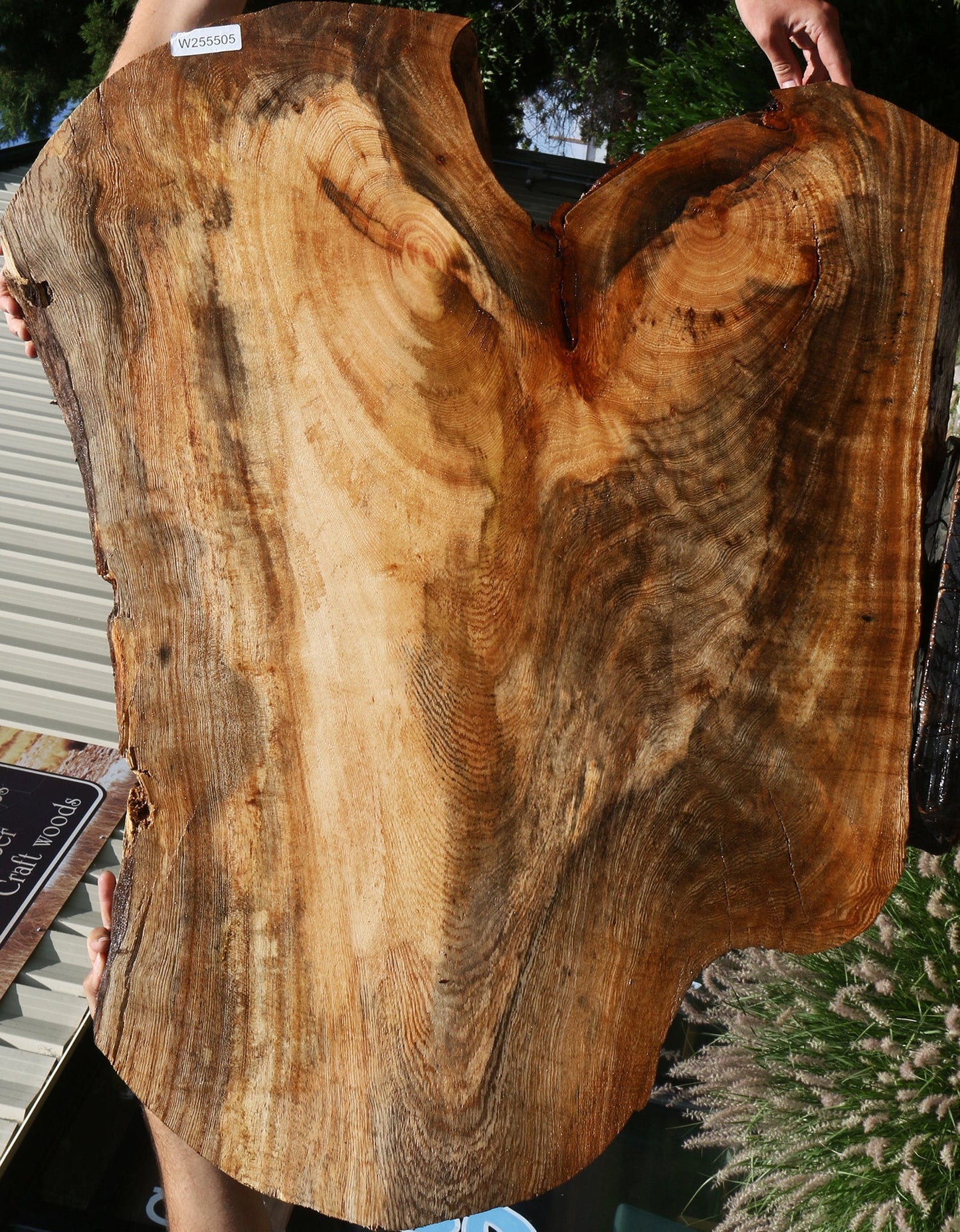 Spalted Hackberry Cookie