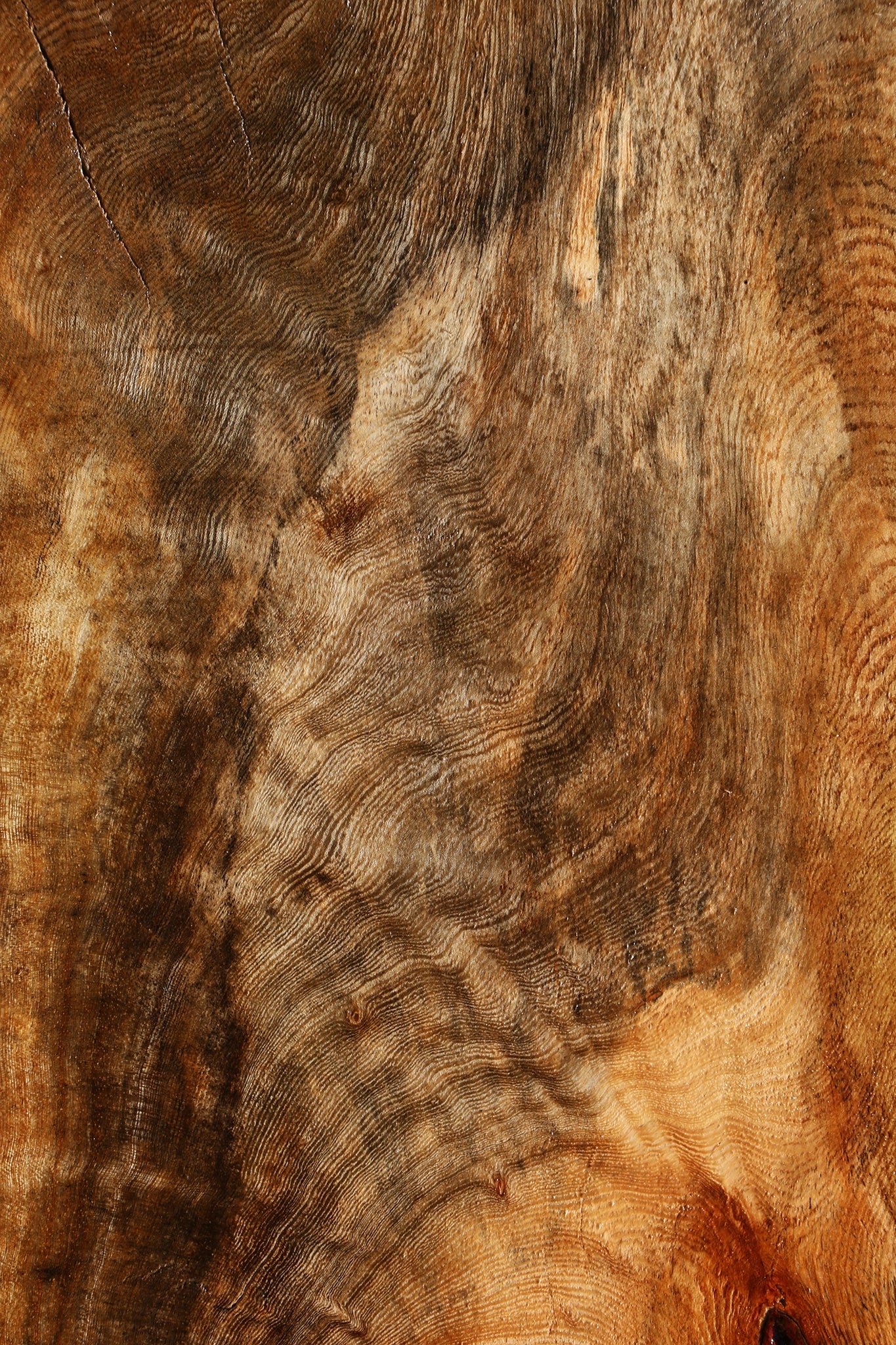 Spalted Hackberry Cookie