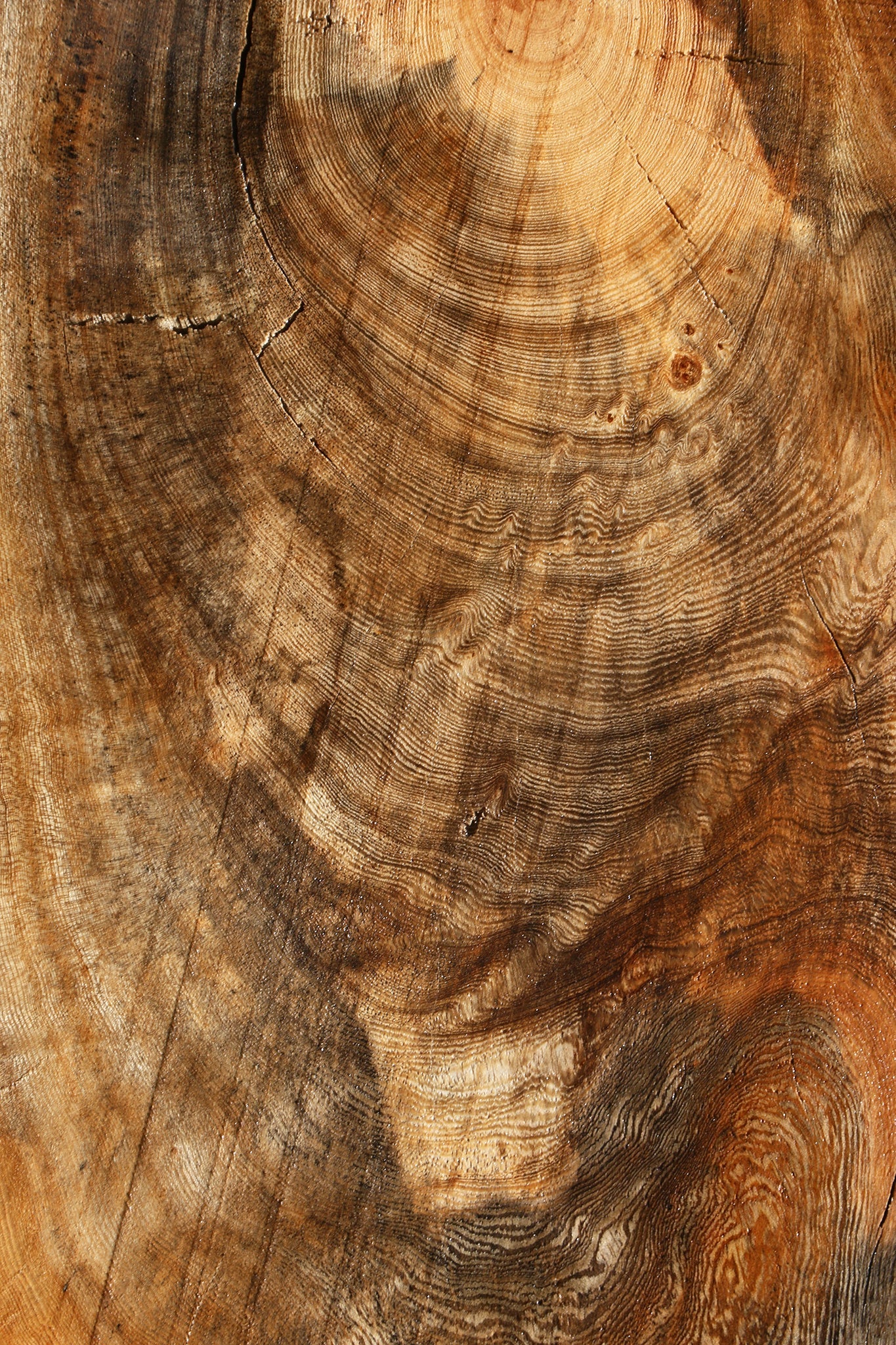 Spalted Hackberry Cookie