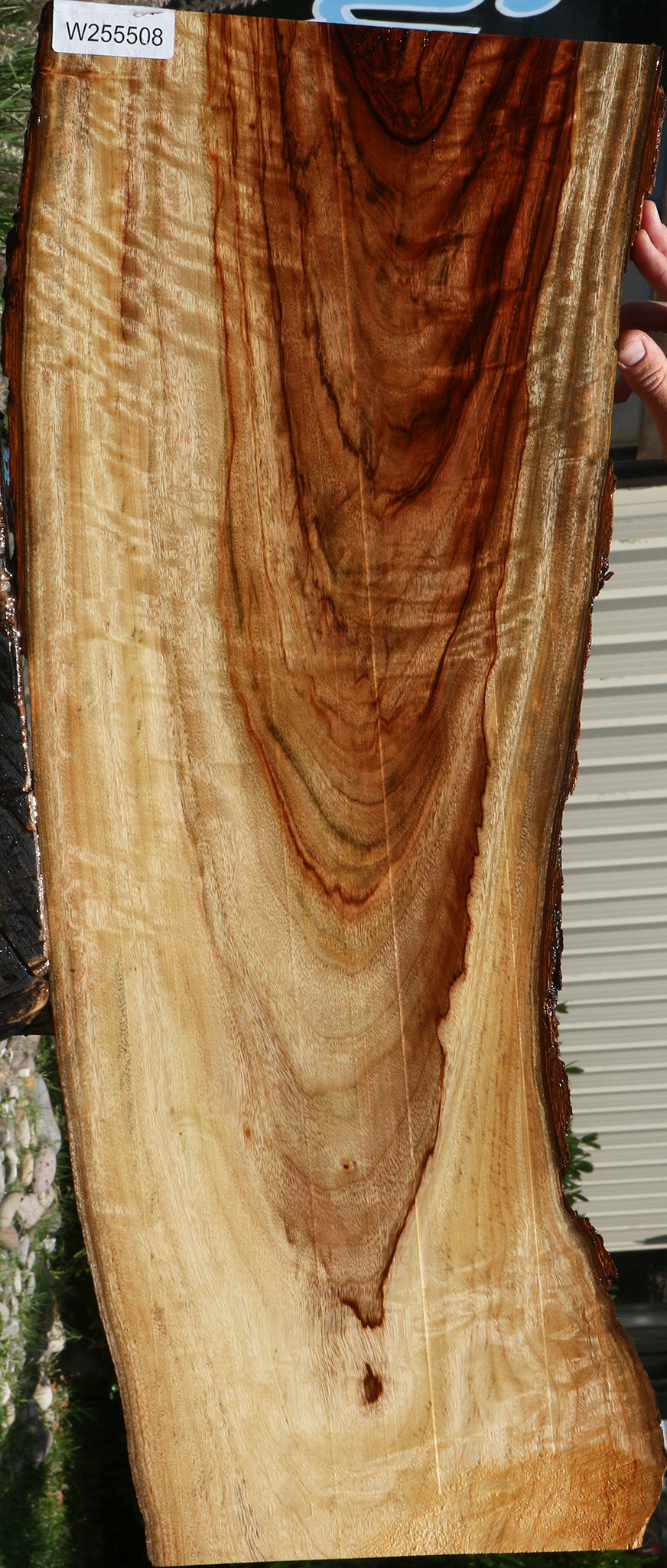 Figured Camphor Live Edge Lumber