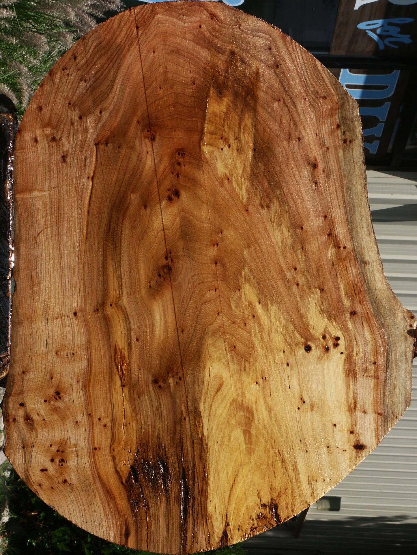 Extra Fancy Elm Burl Cookie