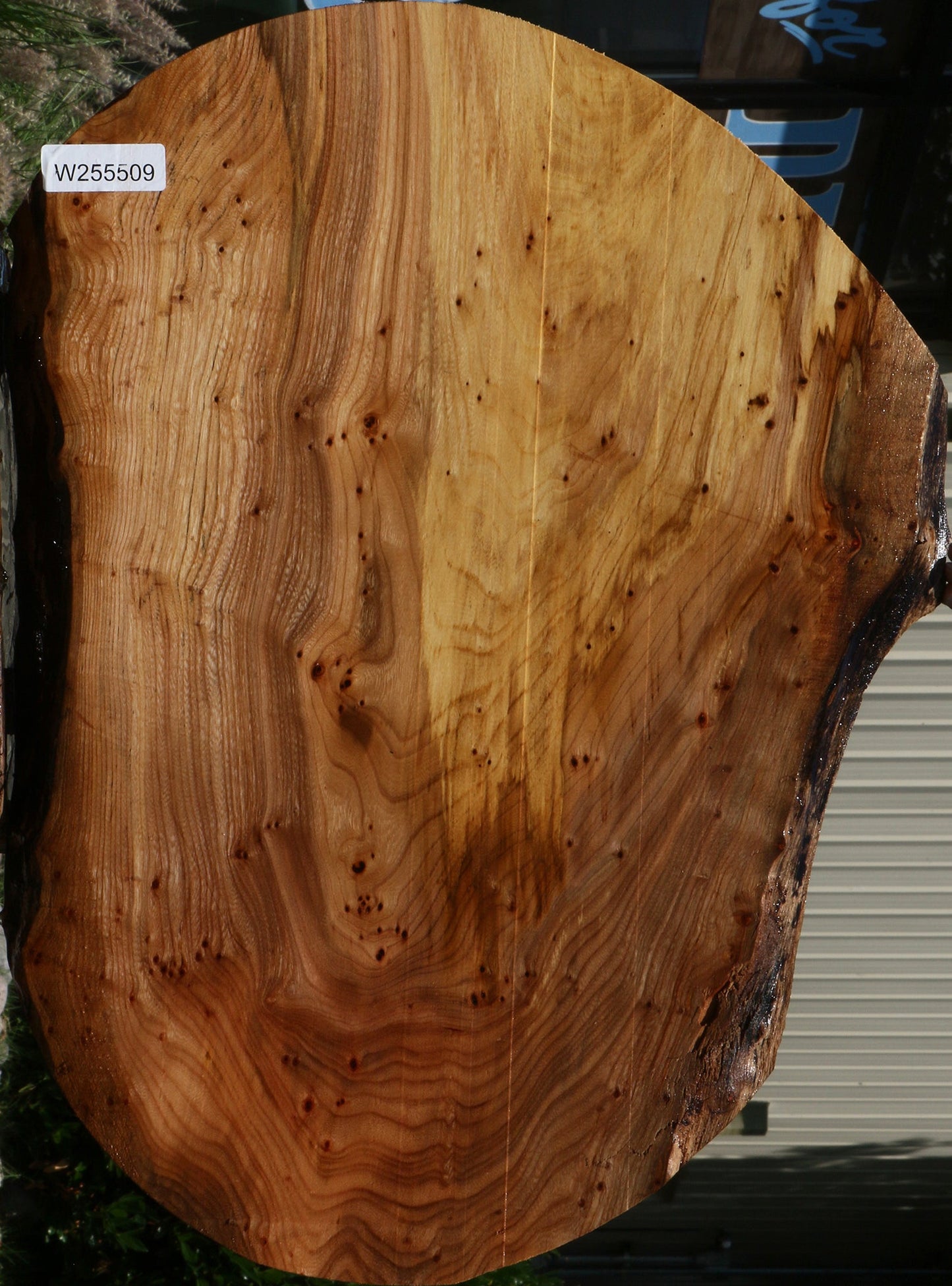 Extra Fancy Elm Burl Cookie