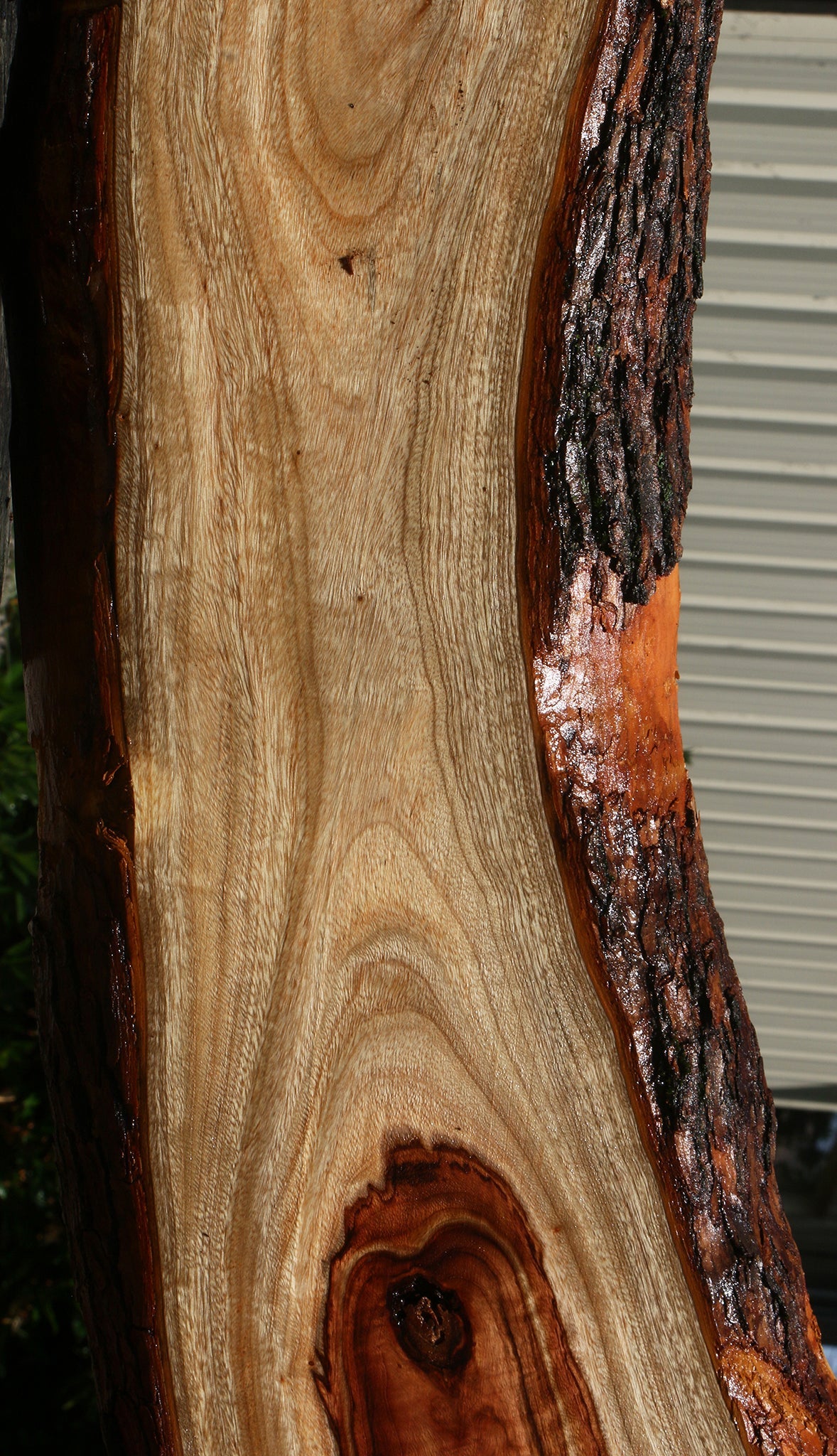 Extra Fancy Camphor Lumber