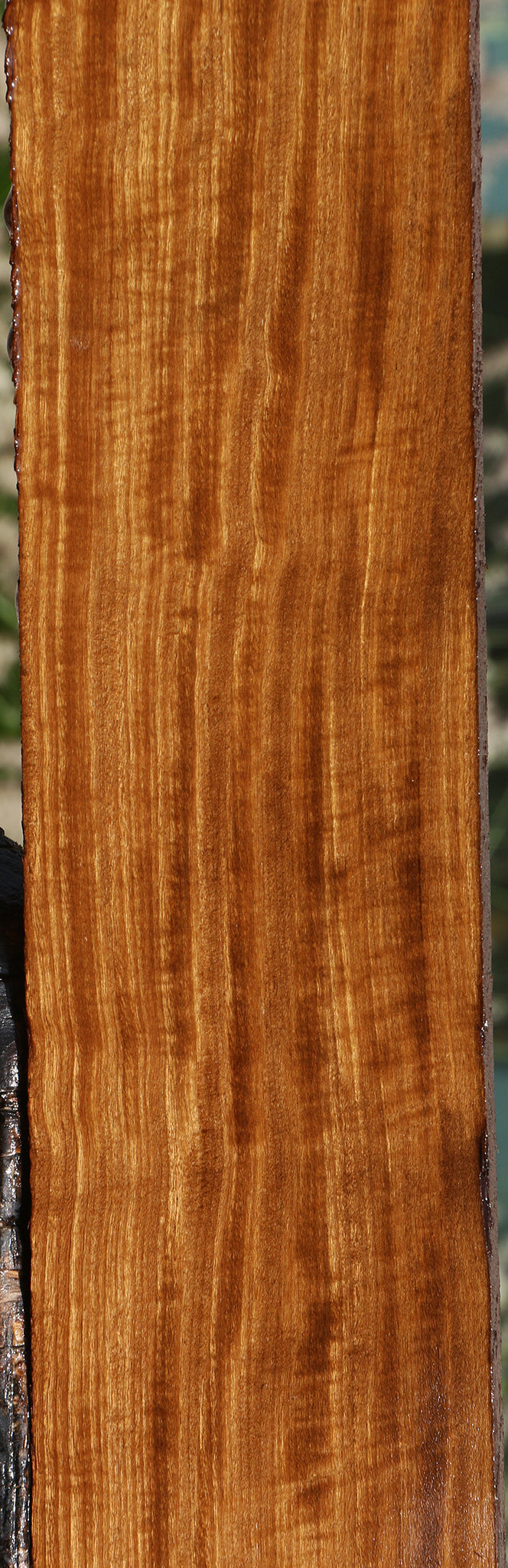 Extra Fancy Quartersawn Afrormosia Lumber