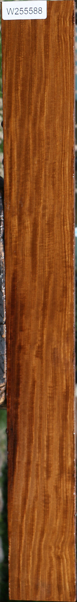 Extra Fancy Quartersawn Afrormosia Lumber
