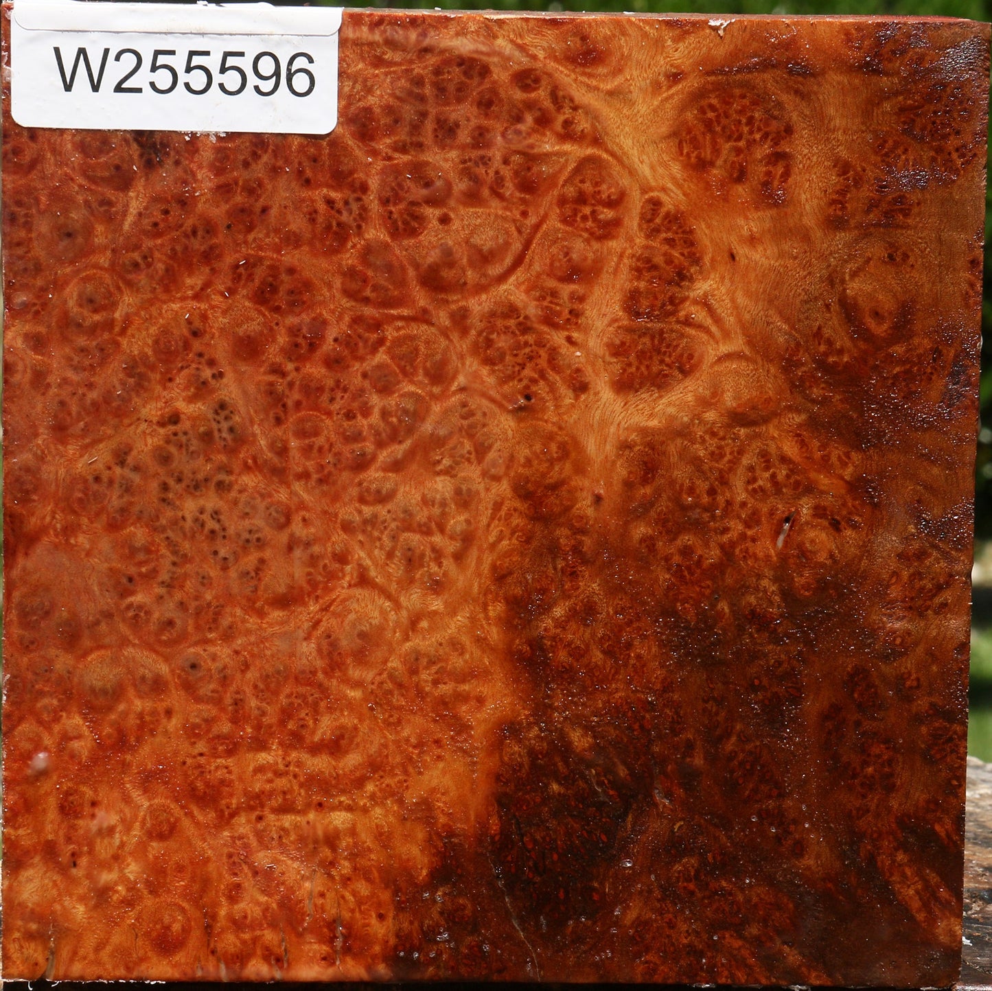 Afzelia Burl Bowl Blank