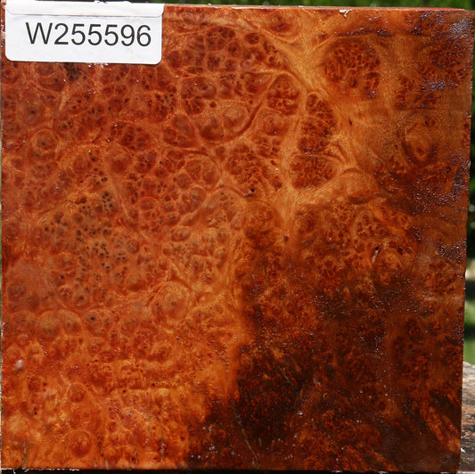Afzelia Burl Bowl Blank