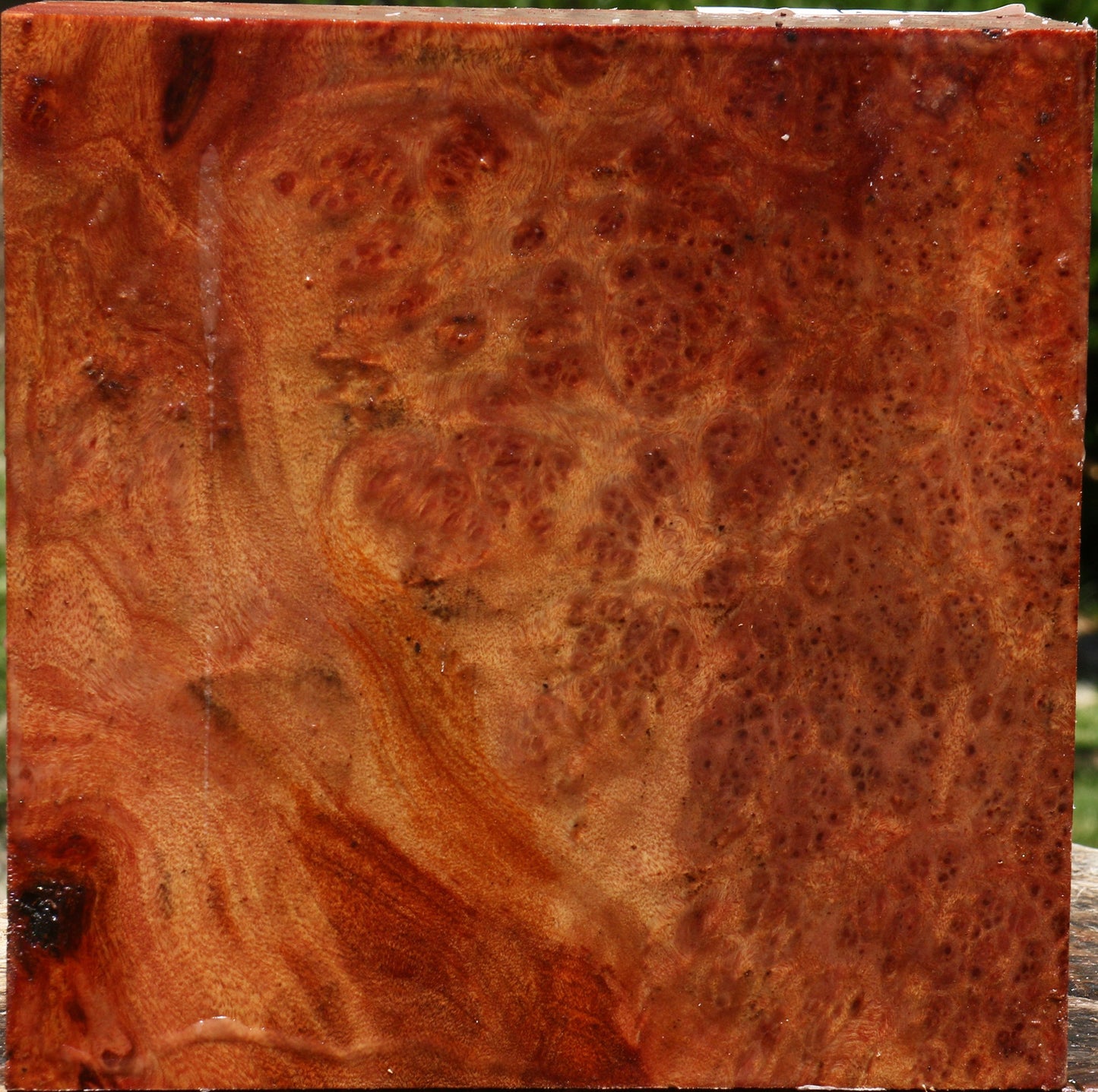 Afzelia Burl Bowl Blank