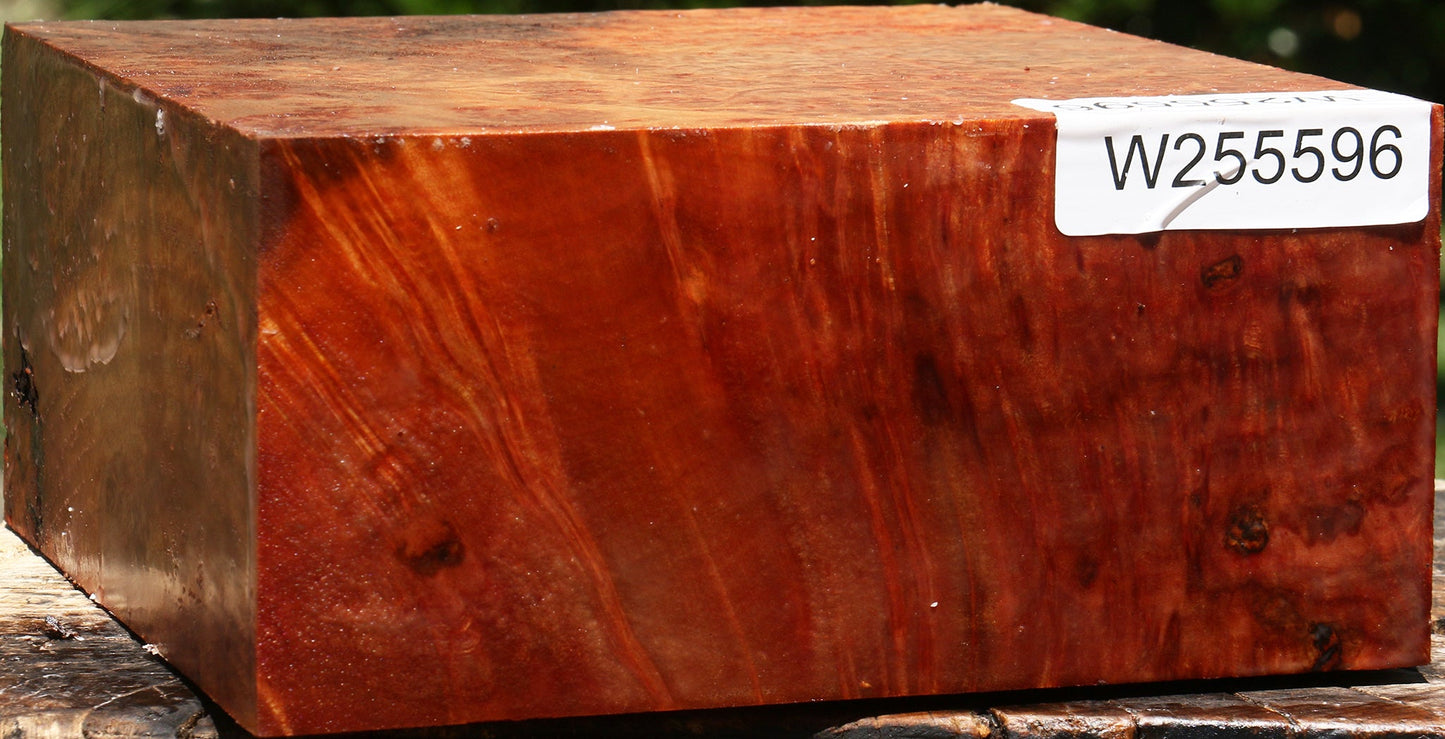 Afzelia Burl Bowl Blank