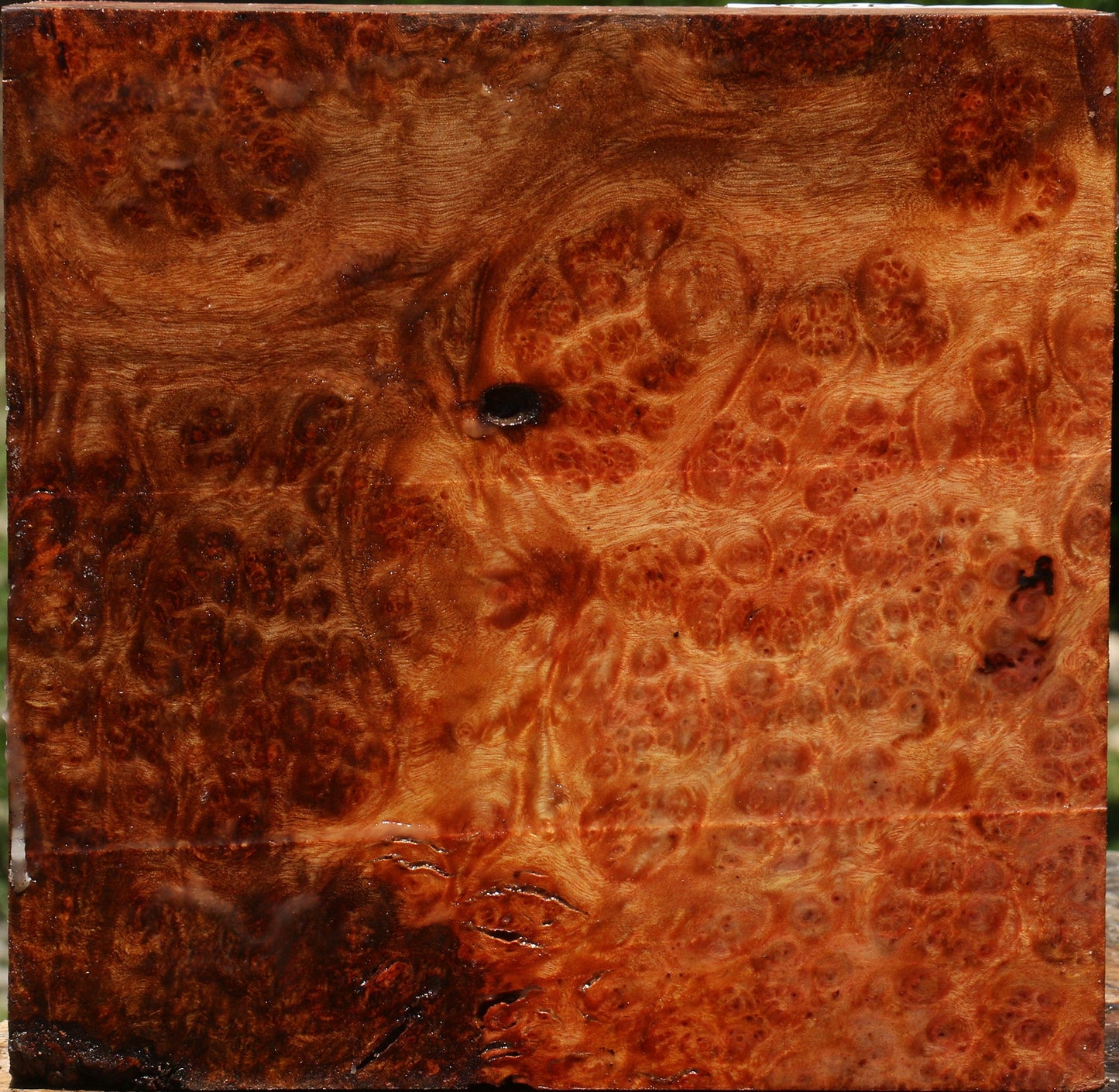 Afzelia Burl Bowl Blank
