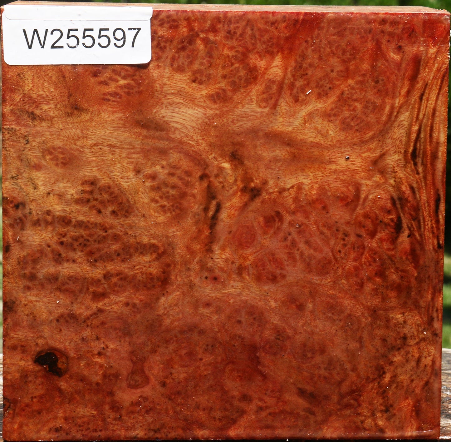 Afzelia Burl Bowl Blank
