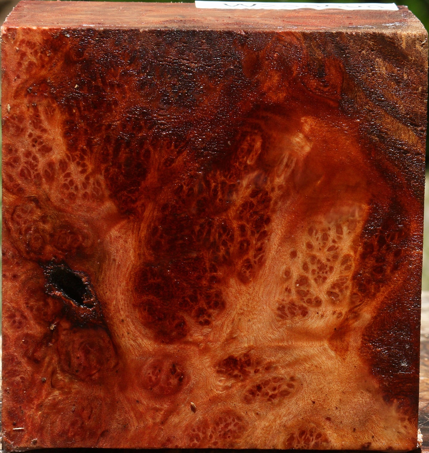 Afzelia Burl Bowl Blank