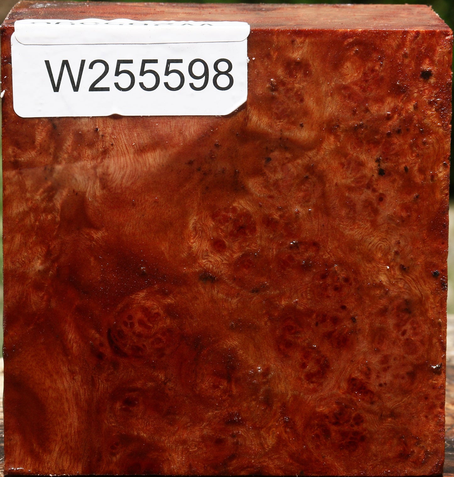 Afzelia Burl Bowl Blank