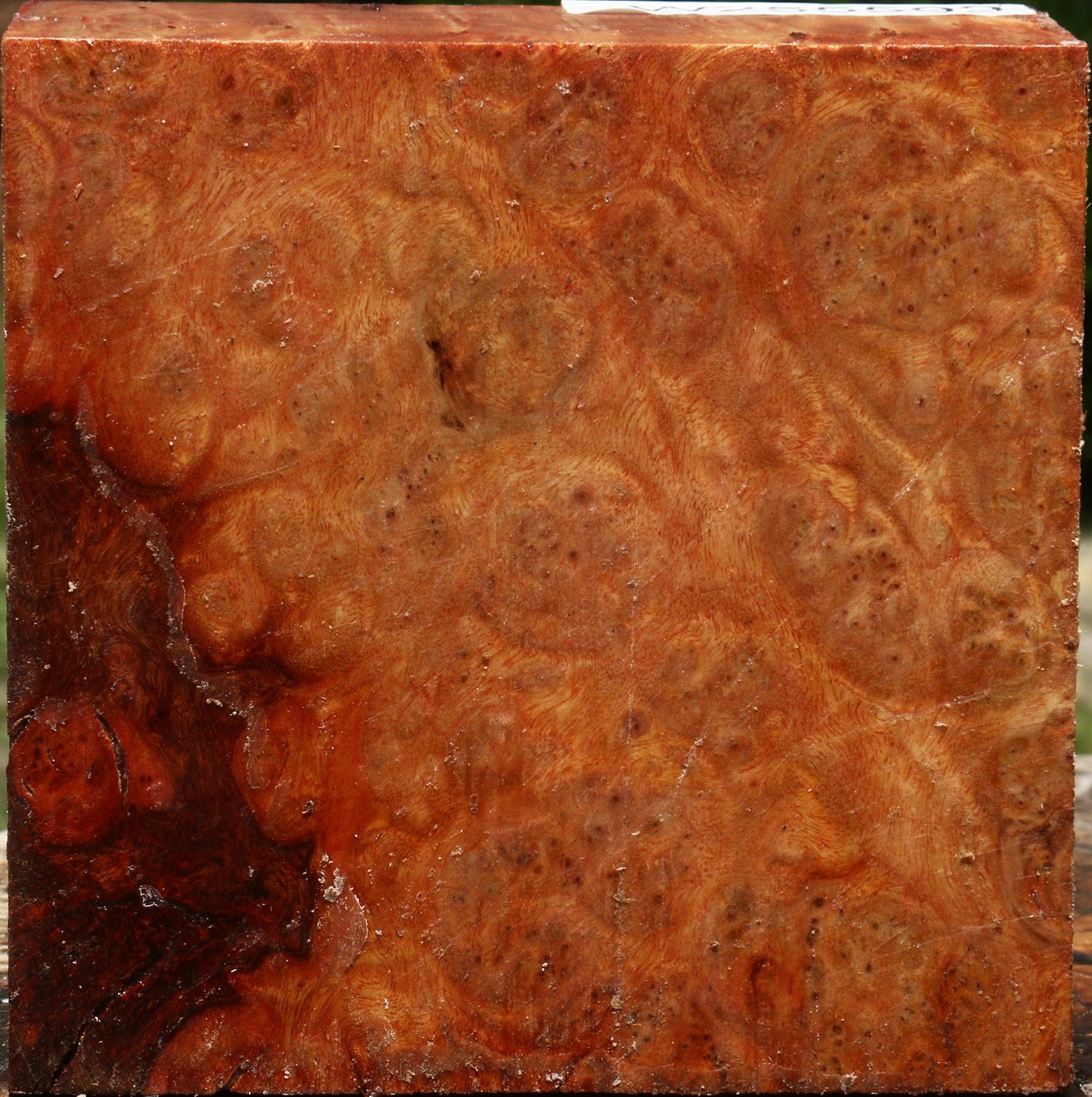 Afzelia Burl Bowl Blank