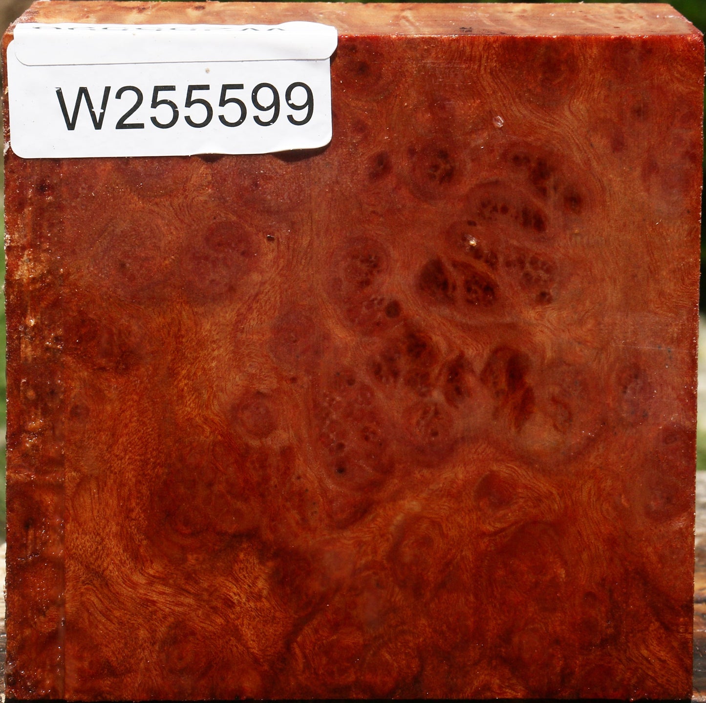 Afzelia Burl Bowl Blank