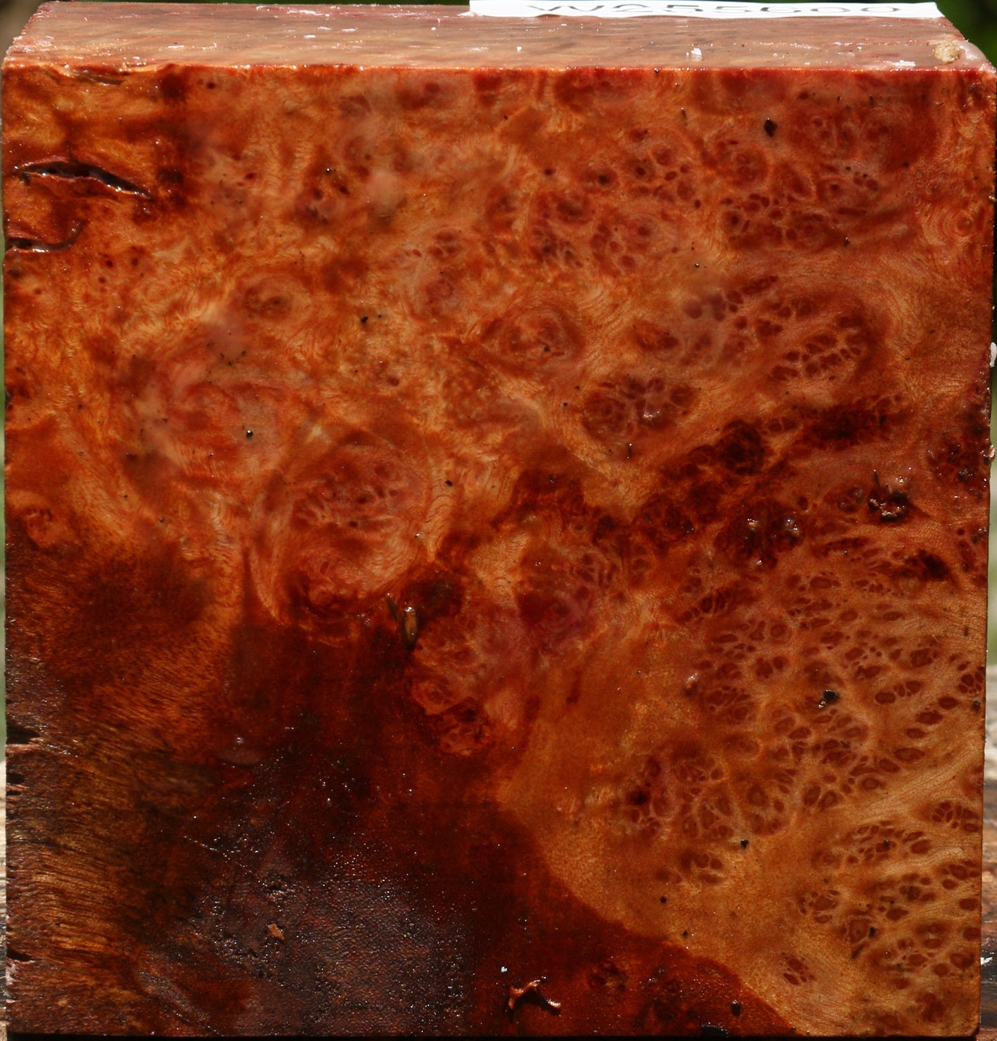Afzelia Burl Bowl Blank