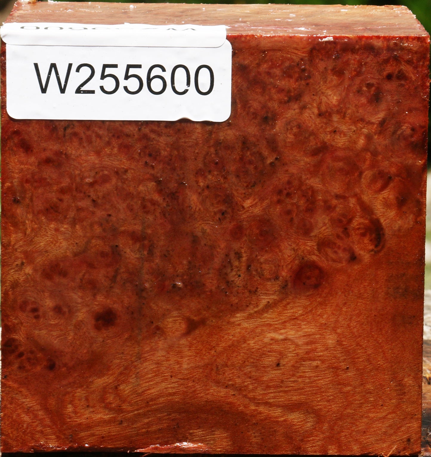 Afzelia Burl Bowl Blank