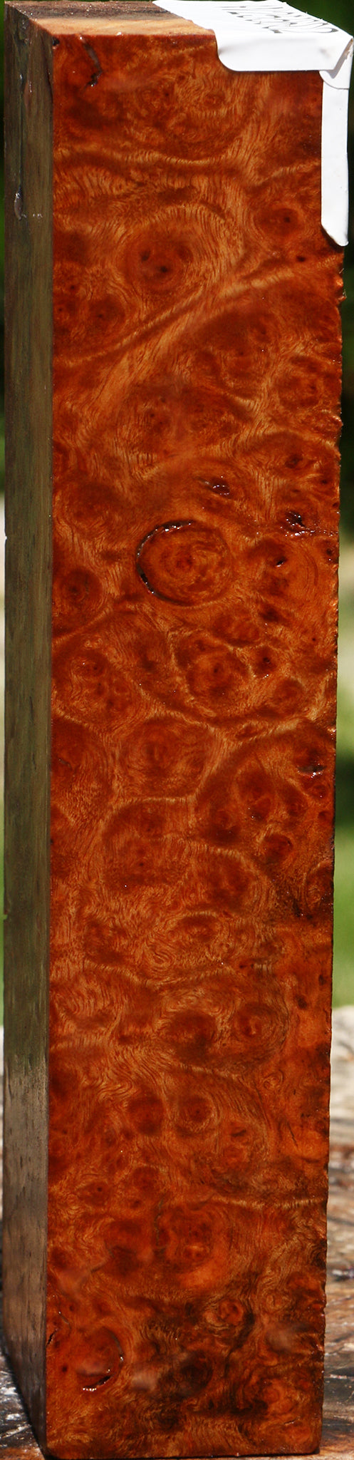 Camphor Burl Turning Blank