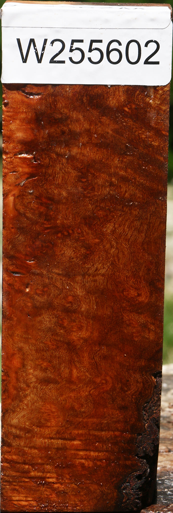 Camphor Burl Turning Blank