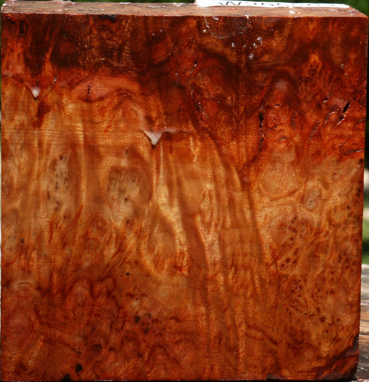 Afzelia Burl Bowl Blank