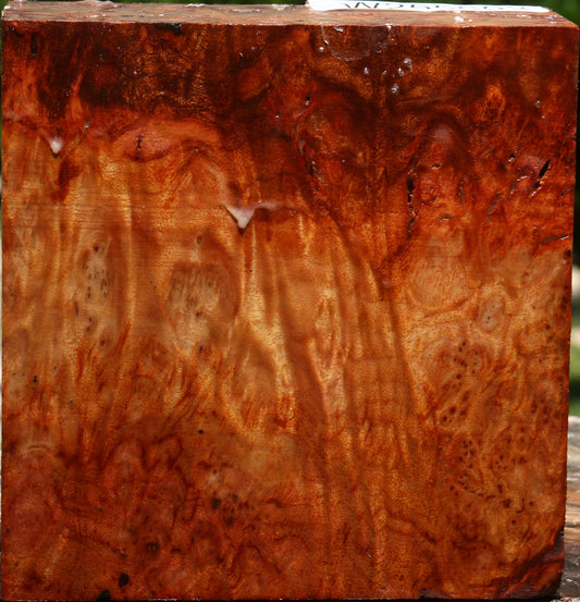 Afzelia Burl Bowl Blank