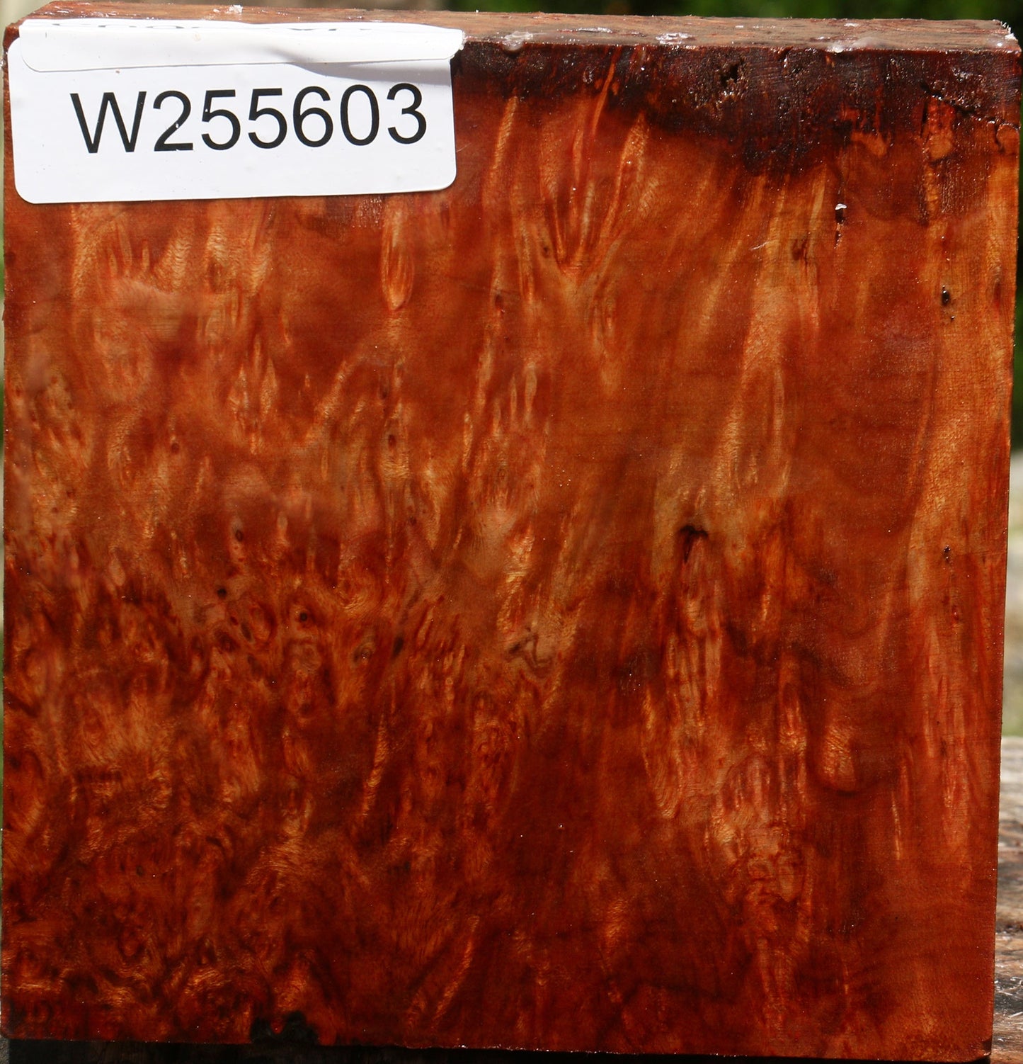 Afzelia Burl Bowl Blank