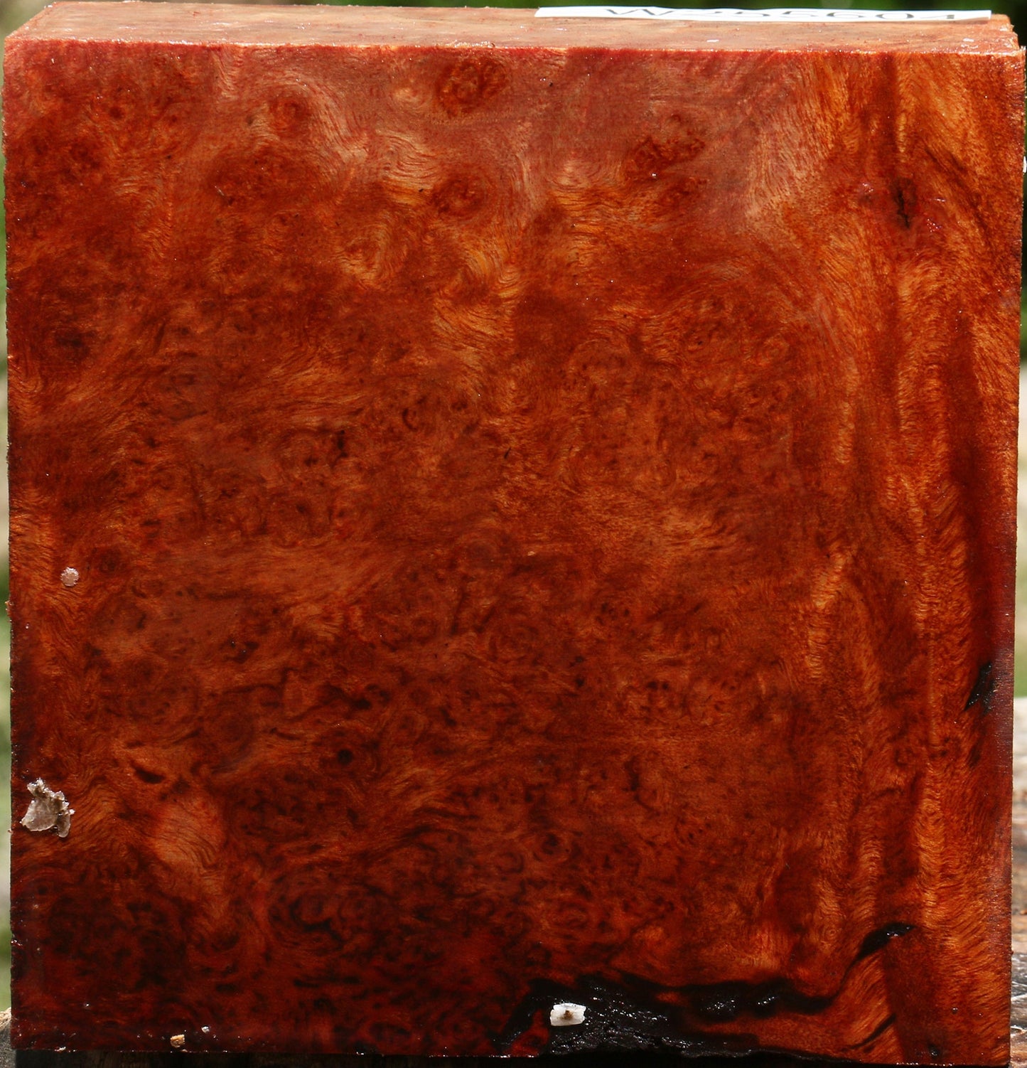 Camphor Burl Bowl Blank