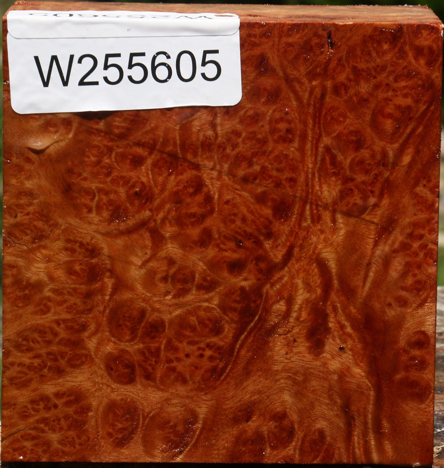 Afzelia Burl Bowl Blank
