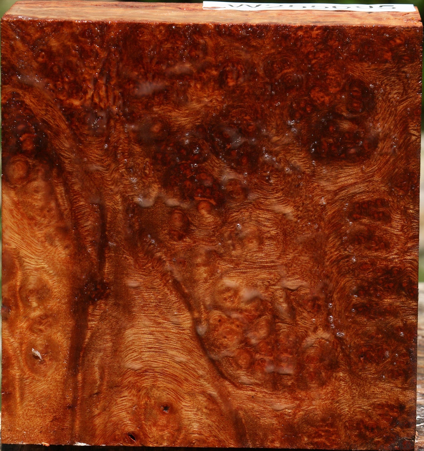 Afzelia Burl Bowl Blank