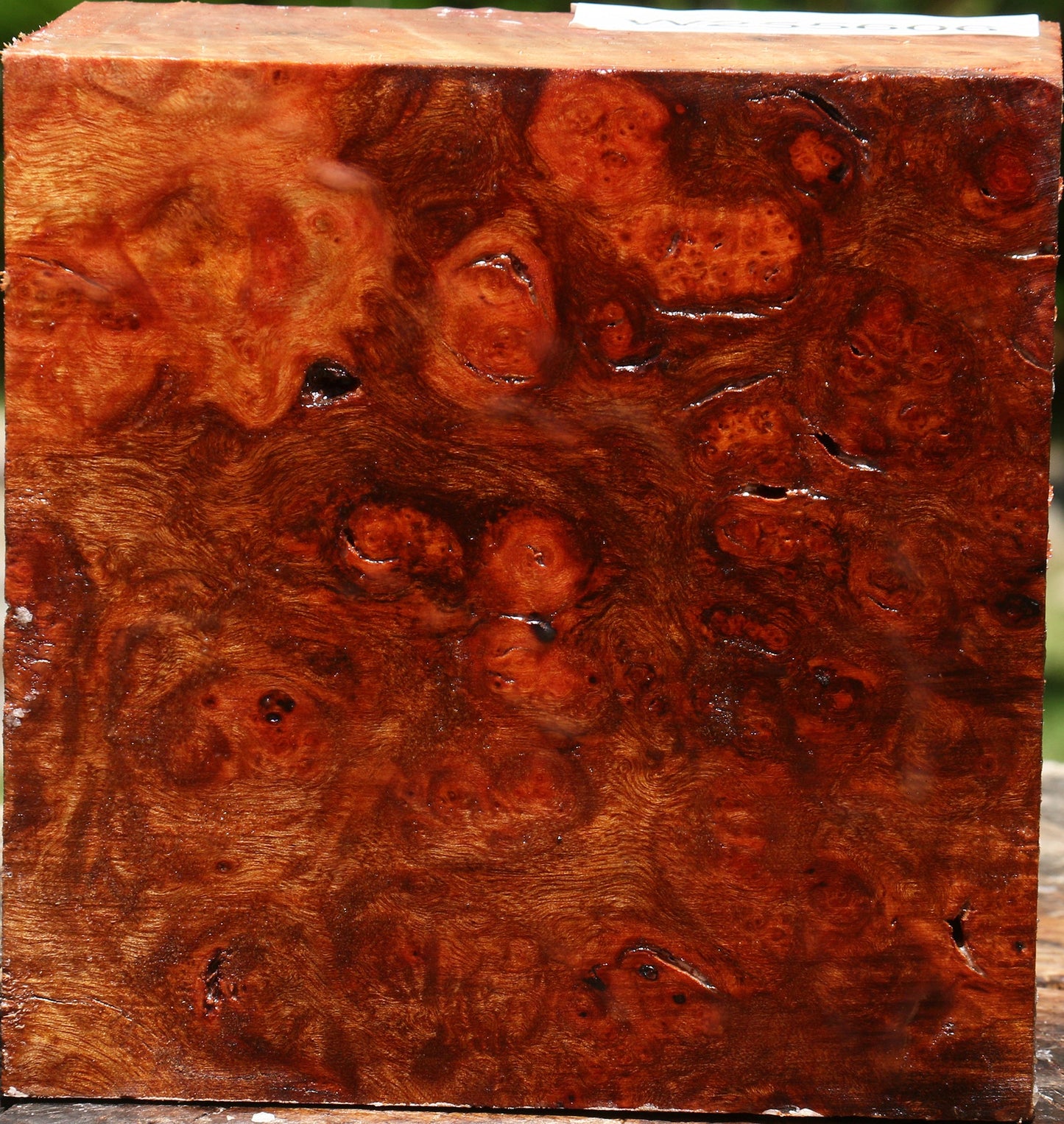 Rustic Camphor Burl Bowl Blank