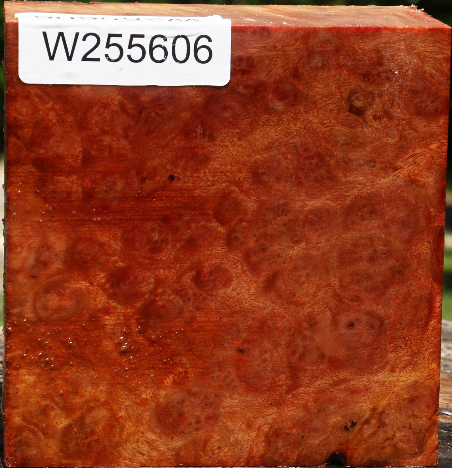 Rustic Camphor Burl Bowl Blank