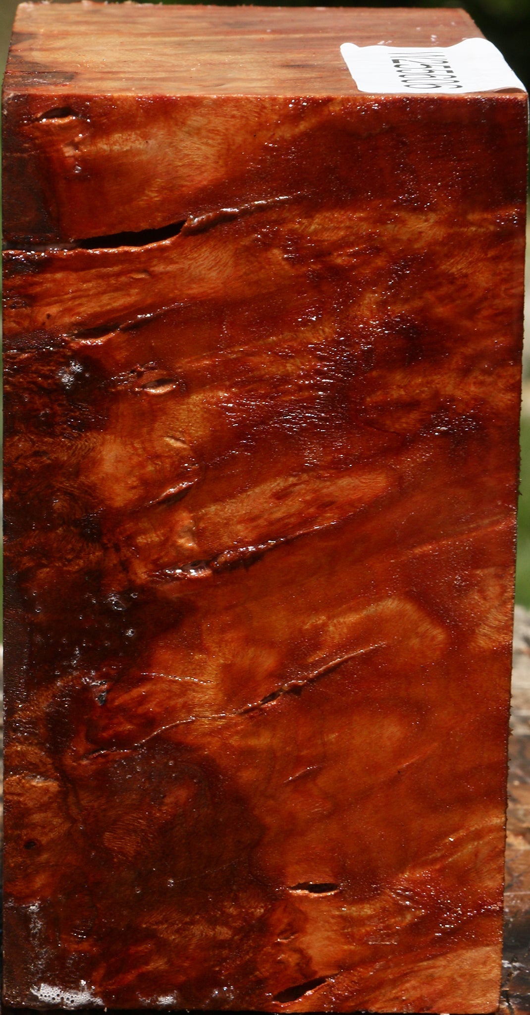 Rustic Camphor Burl Bowl Blank