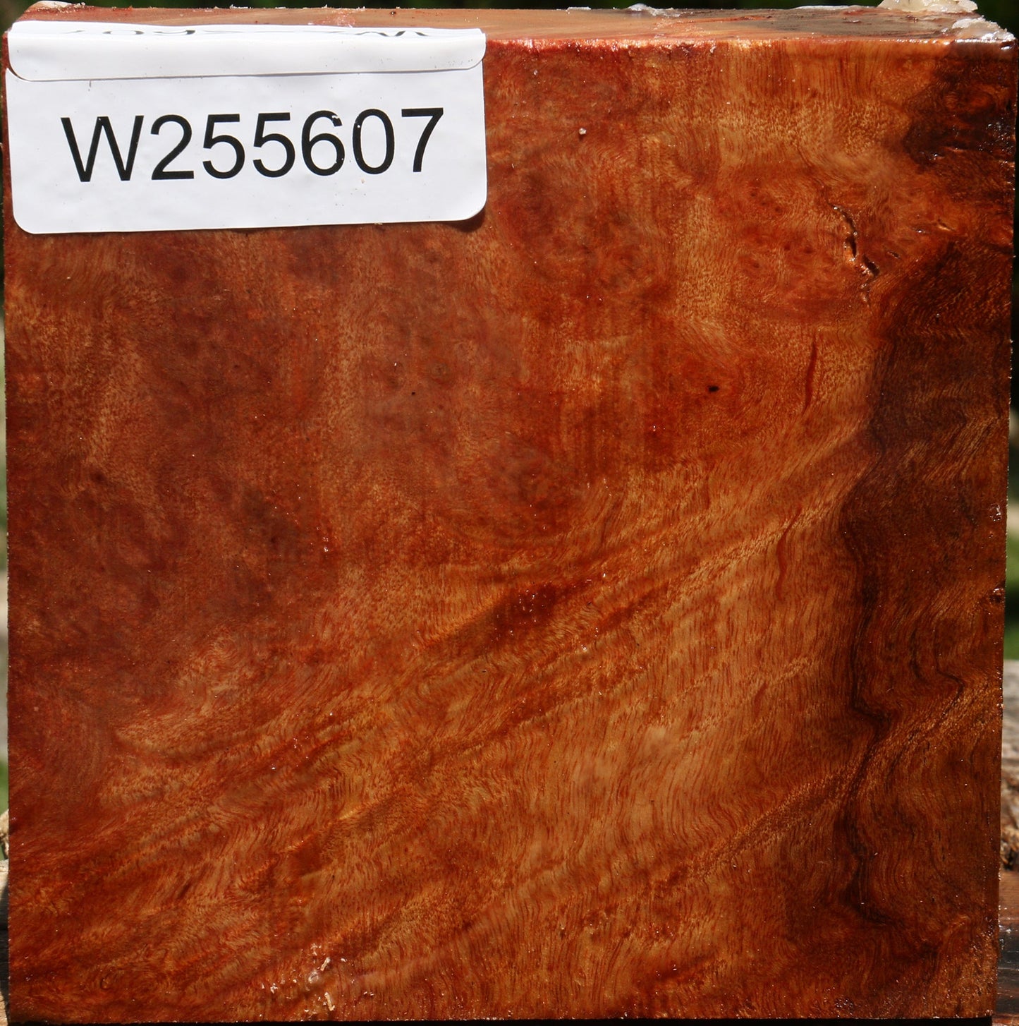 Camphor Burl Bowl Blank