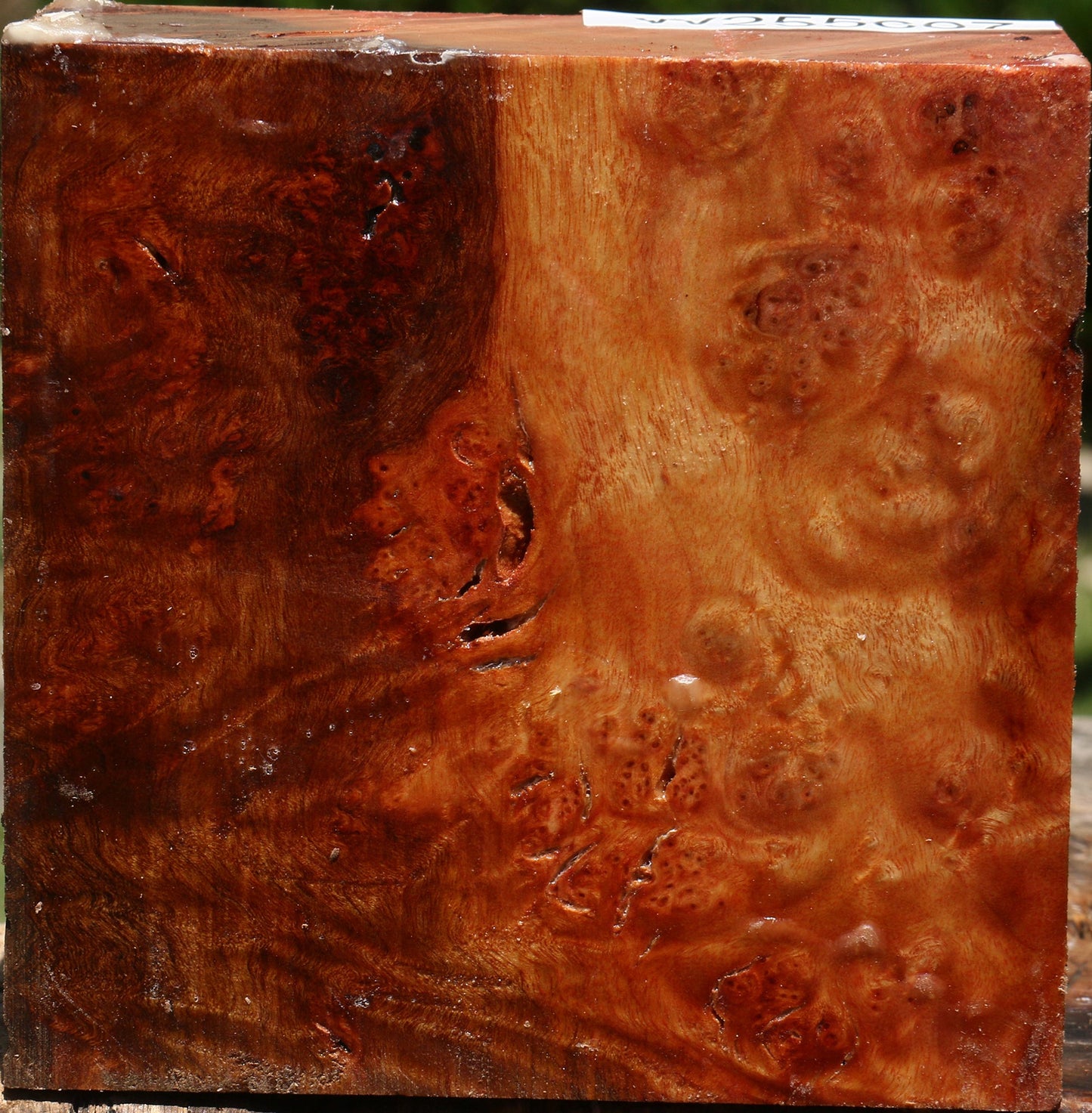 Camphor Burl Bowl Blank