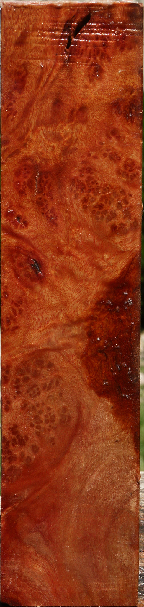 Camphor Burl Turning Square