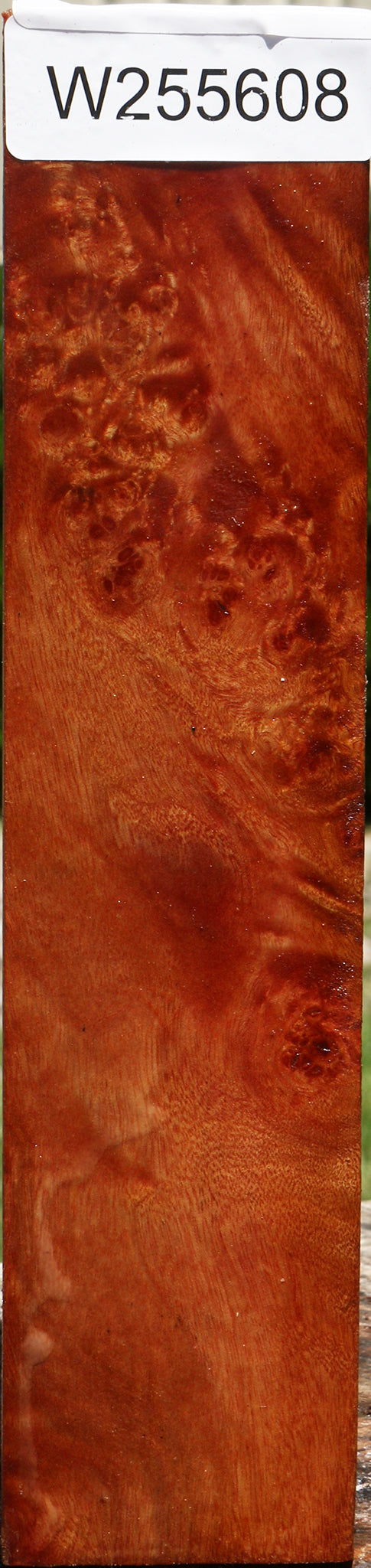 Camphor Burl Turning Square